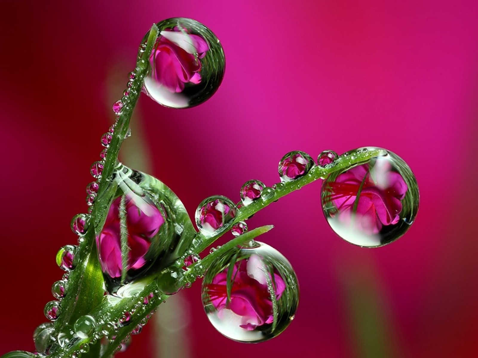 drops, plants, red 2160p