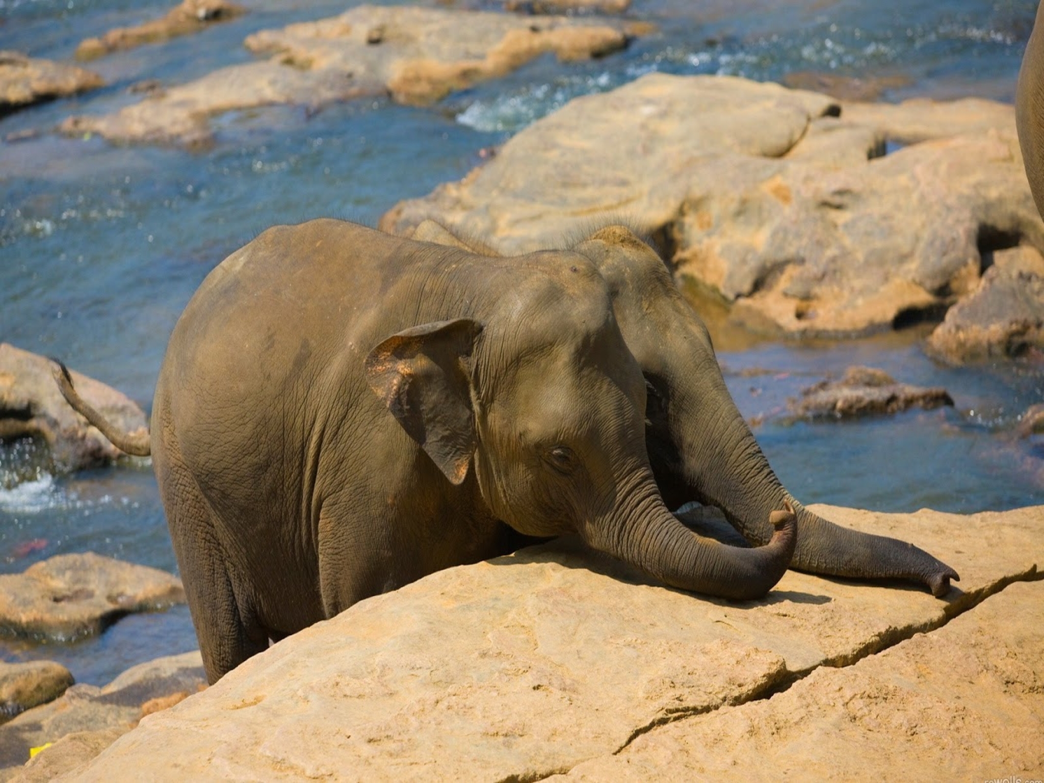 Elephant river. Слоны. Шри Ланка слоны. Слоненок. Слон фото.