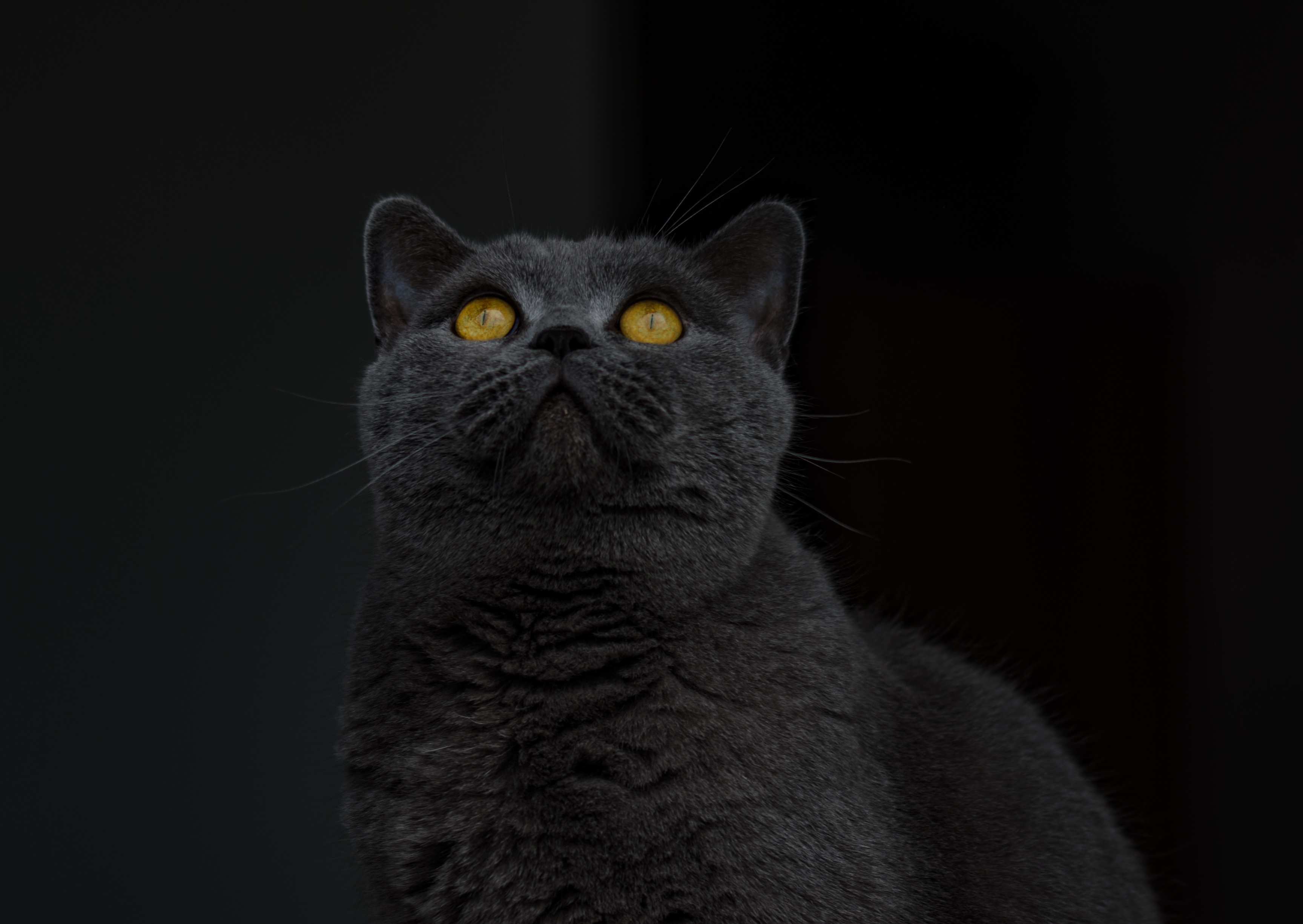 64384 descargar fondo de pantalla animales, gris, gato, visión, opinión, gato británico de pelo corto: protectores de pantalla e imágenes gratis