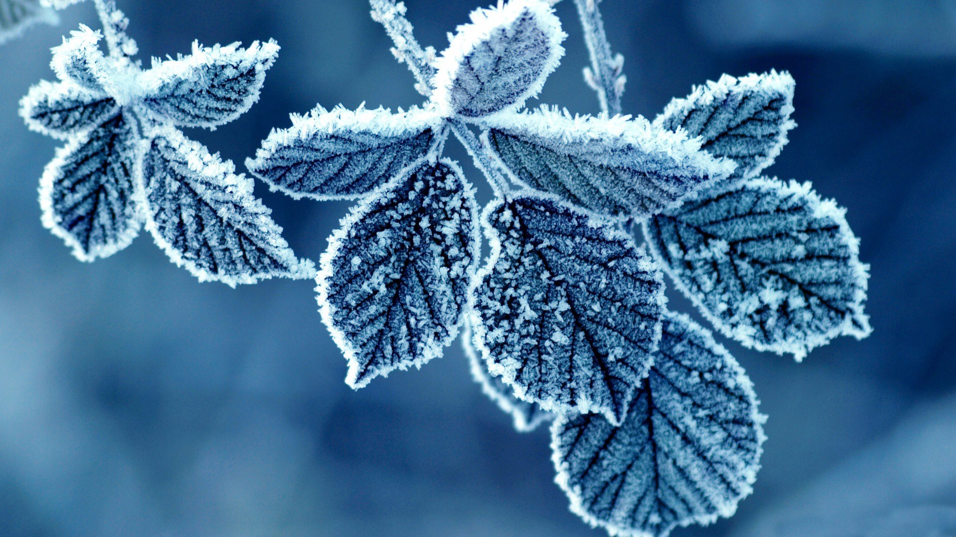 Download mobile wallpaper Snow, Winter, Leaves, Background for free.