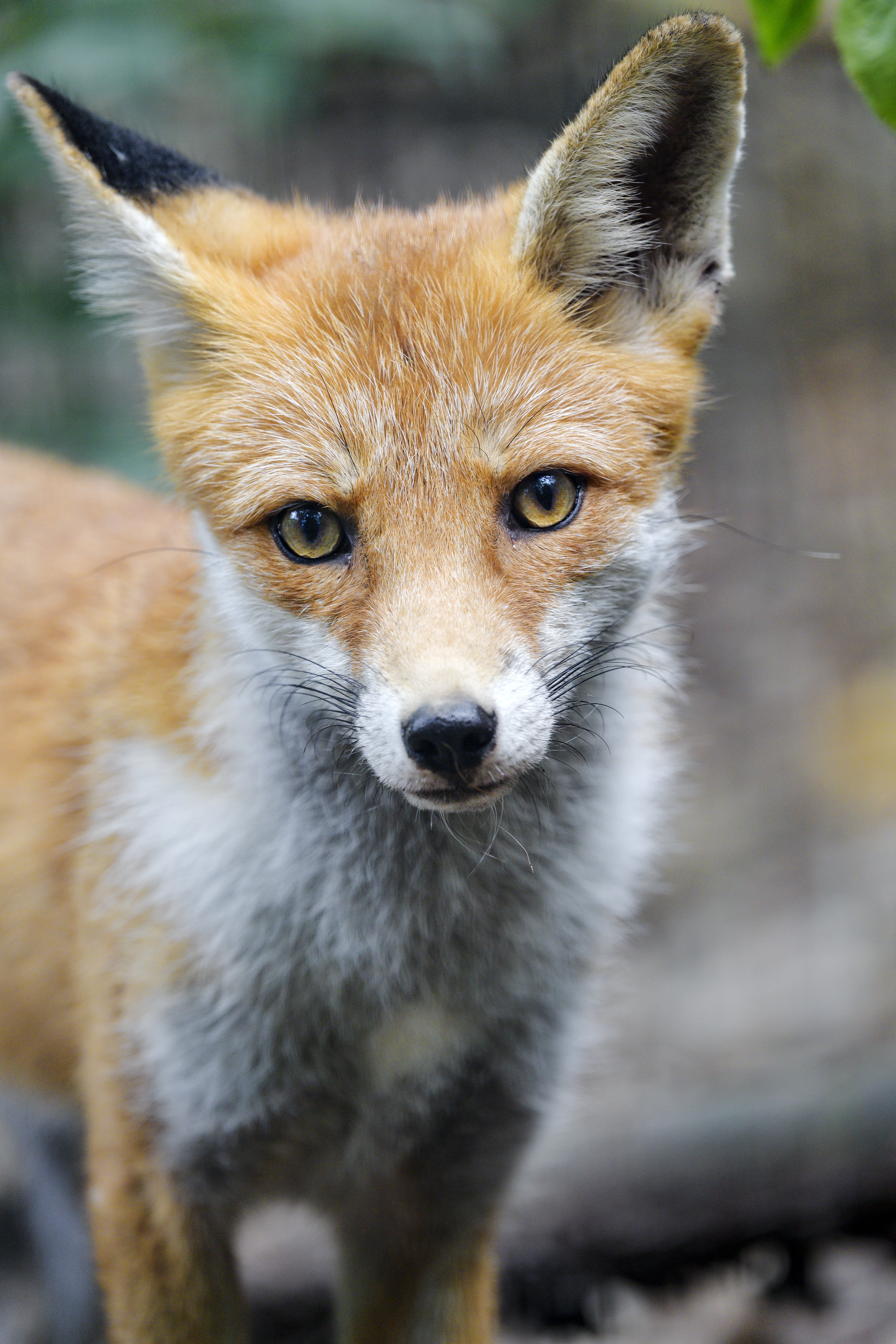 免费下载动物, 狐狸, 捕食者, 枪口, 莫尔达, 视线, 查看, 一只狐狸手机壁纸。
