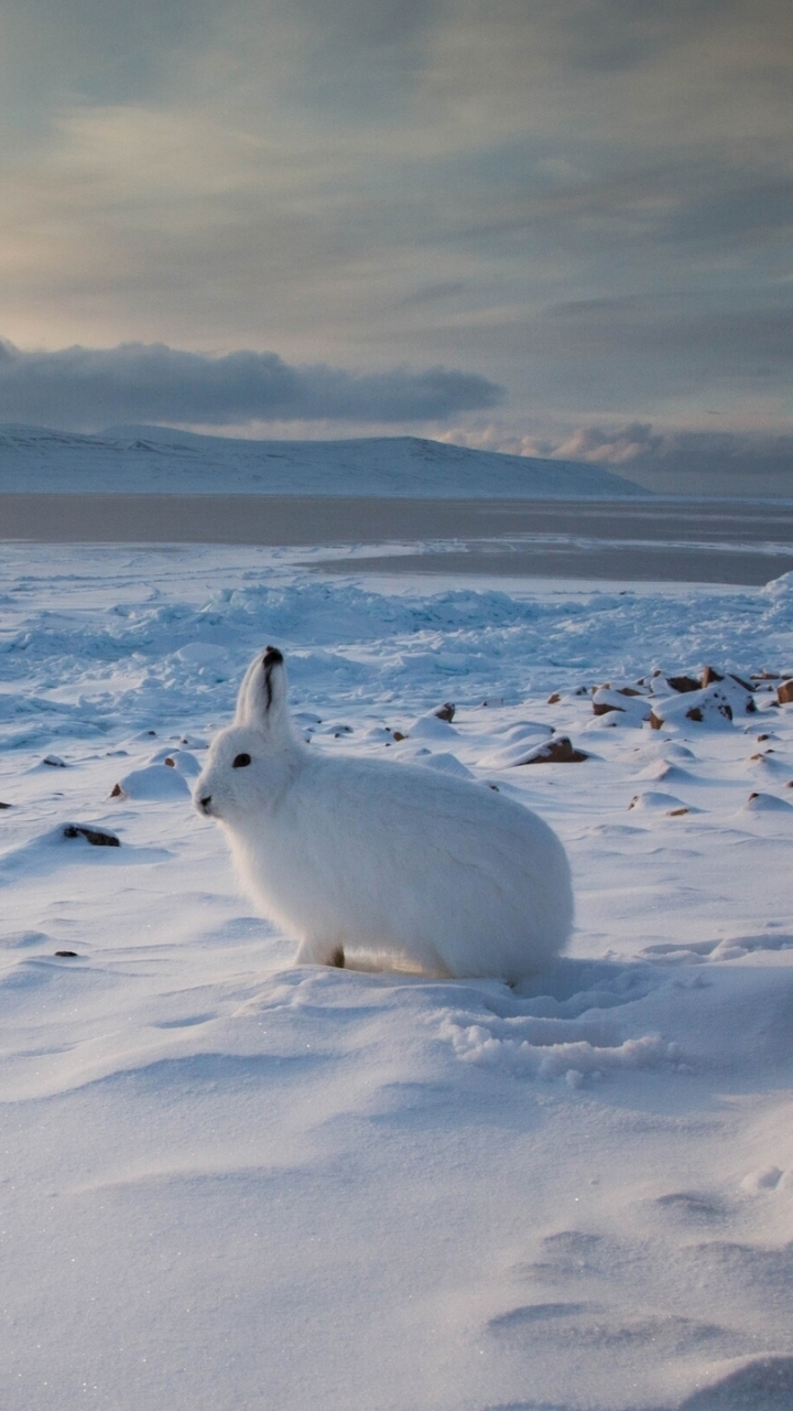 1385369 скачать обои зайцы, заяц, арктический заяц, животные, снег, пейзаж, ландшафт - заставки и картинки бесплатно