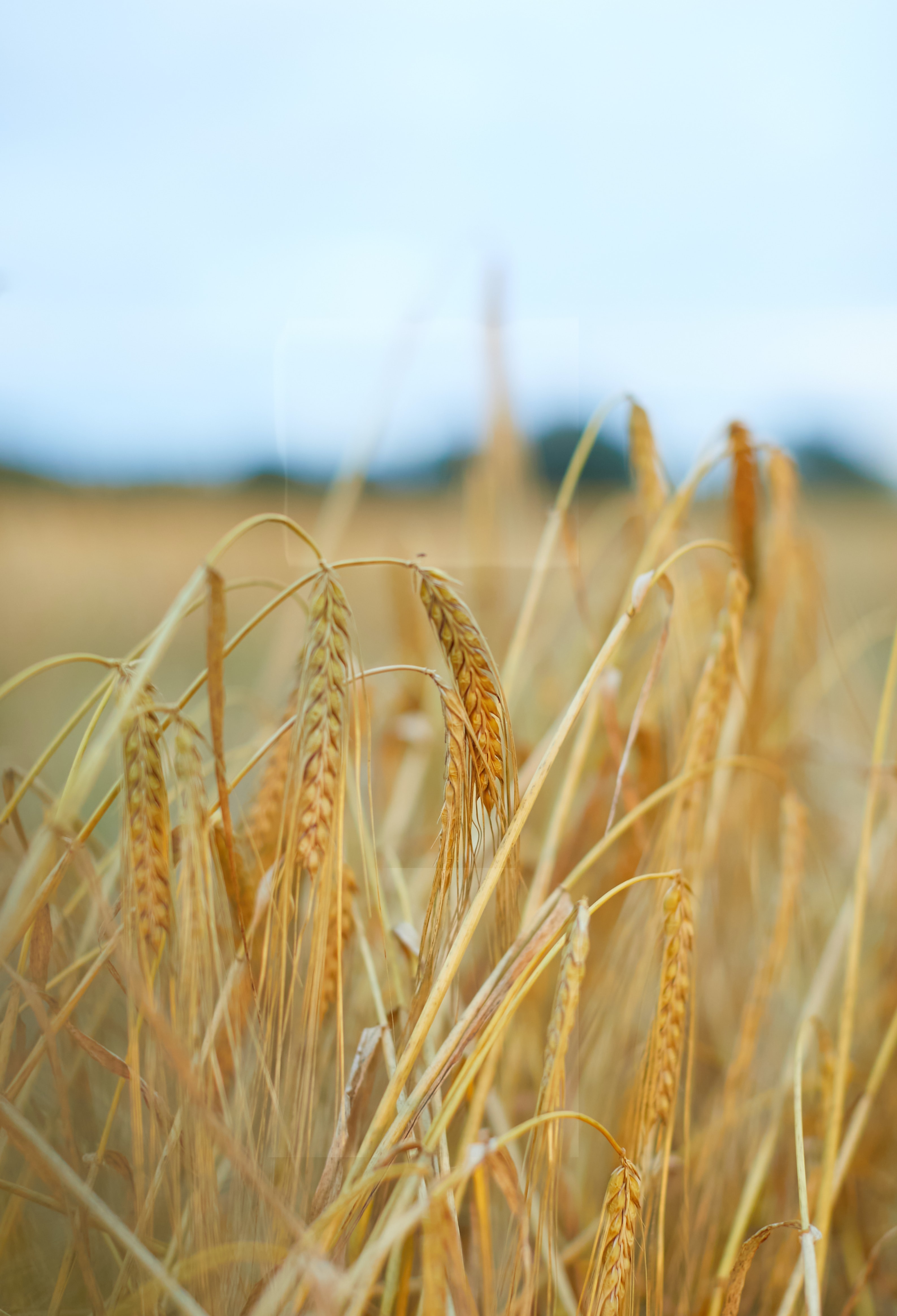 Free HD wheat, nature, plant, field, ears, dry, spikes