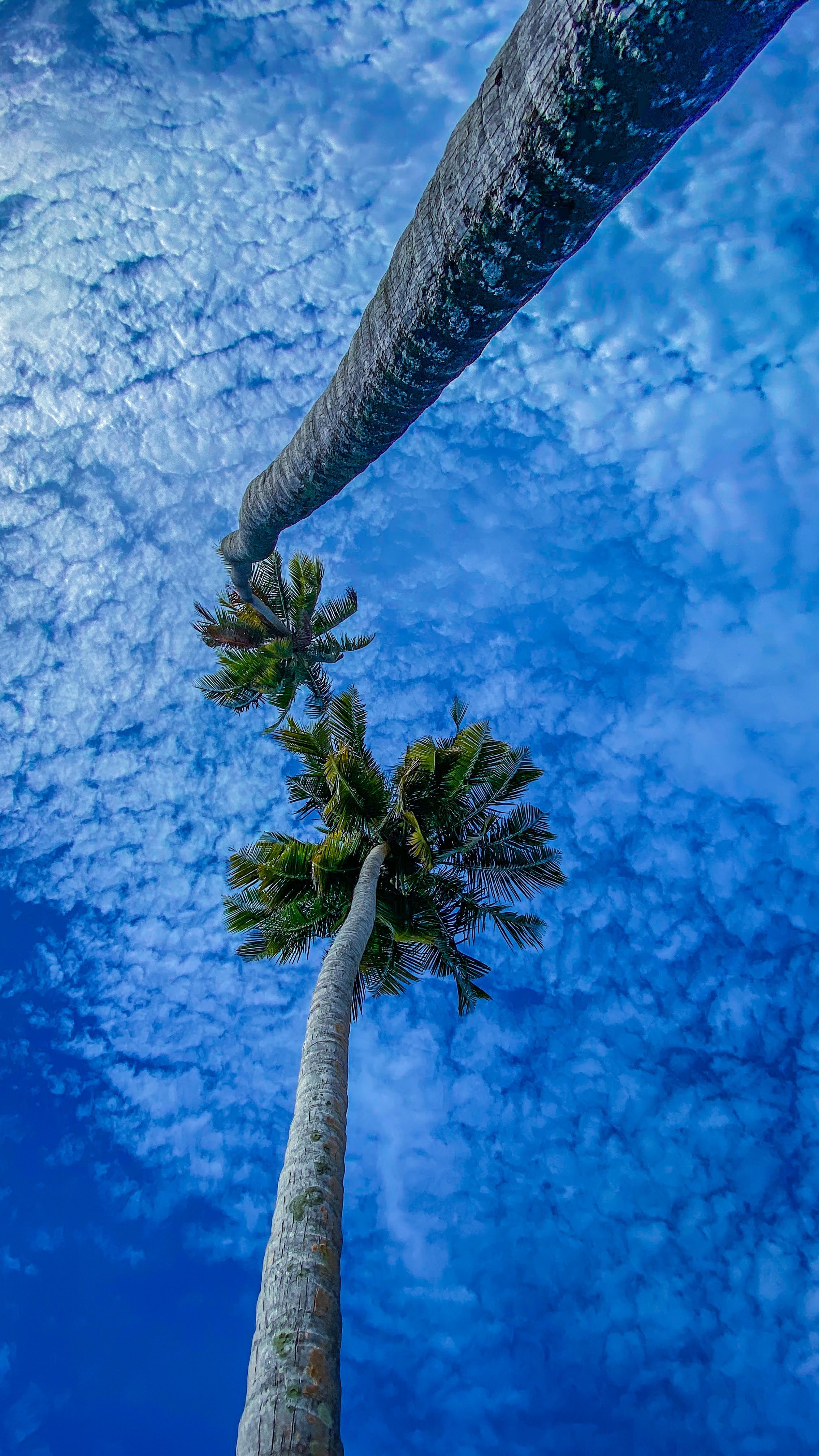sky, nature, palms, branches, bottom view wallpaper for mobile
