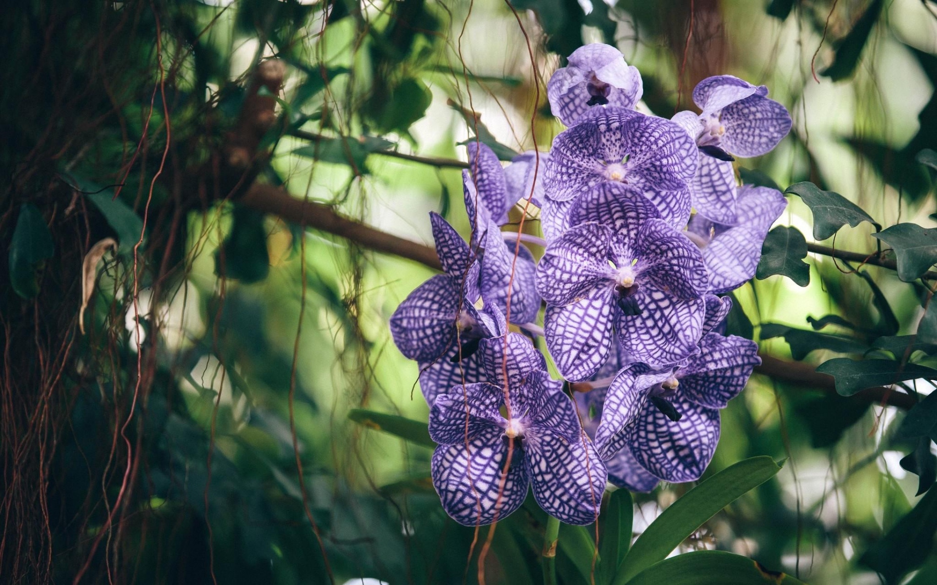 Орхидея Ванда на дереве