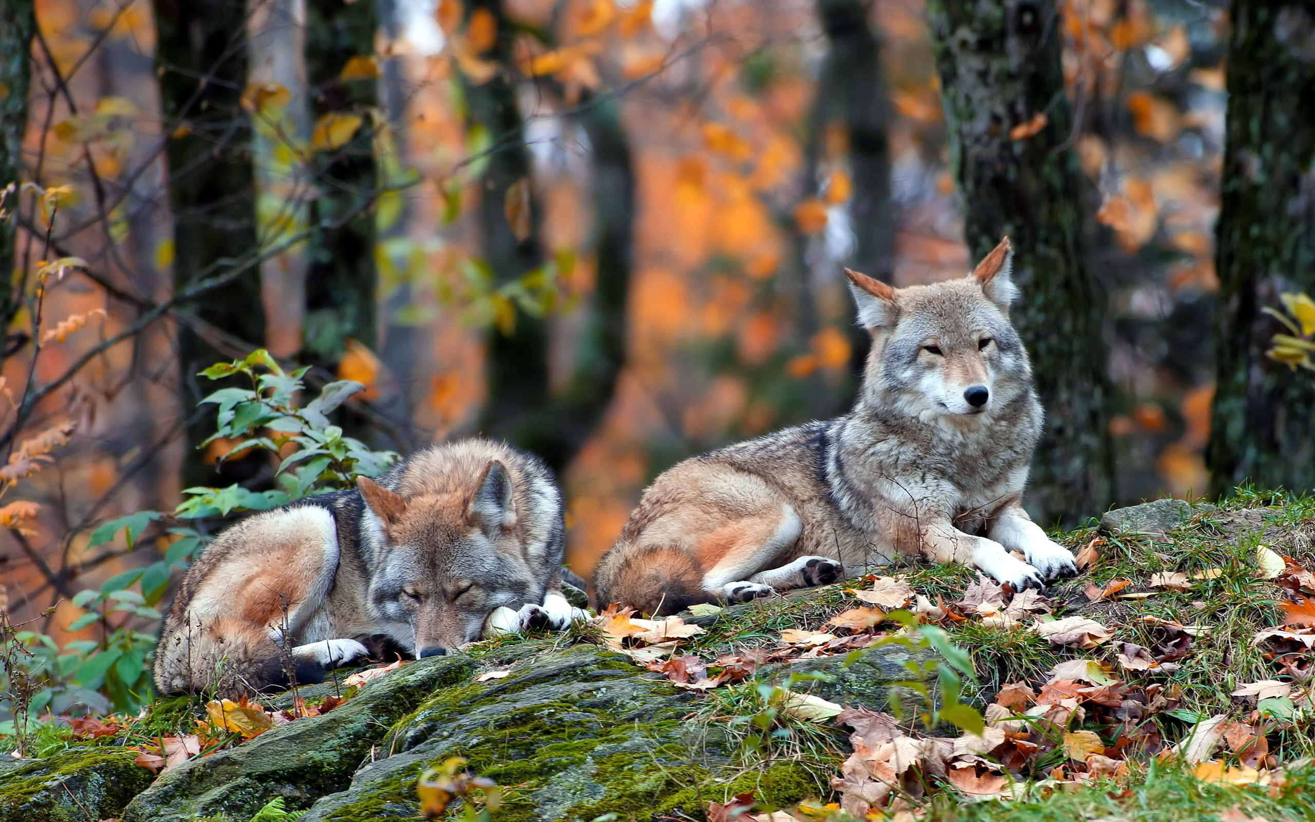 278446 免費下載壁紙 动物, 狼, 秋季, 森林, 休息, 狼队 屏保和圖片