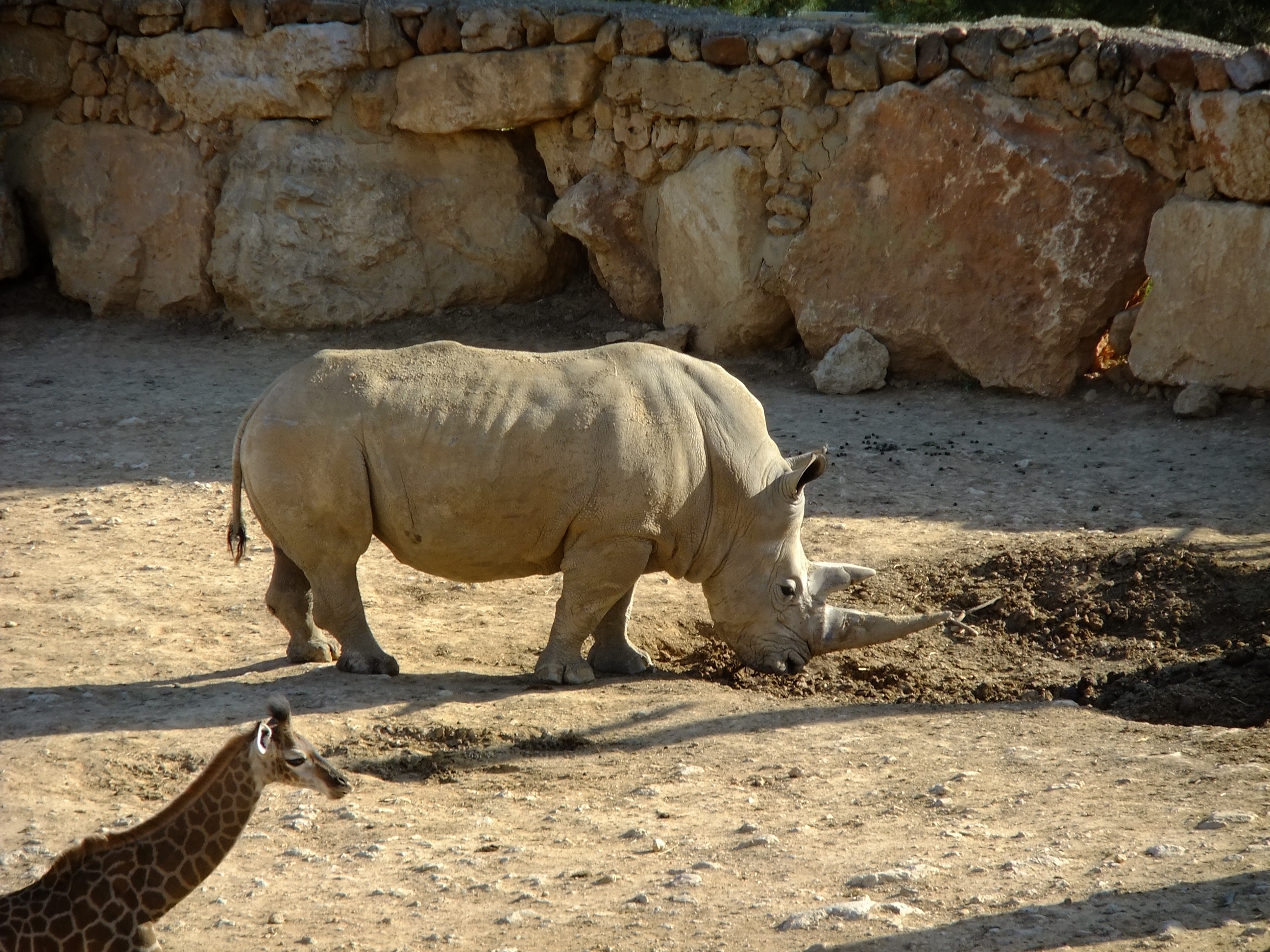 animals, mud, dirt, giraffe, rhinoceros, reserve