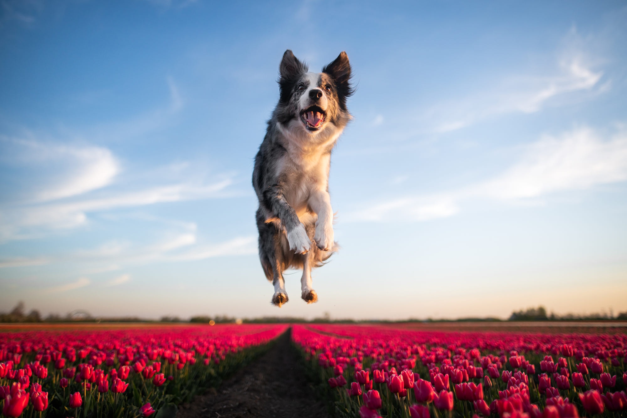 animal, border collie, jump, pink flower, tulip, dogs