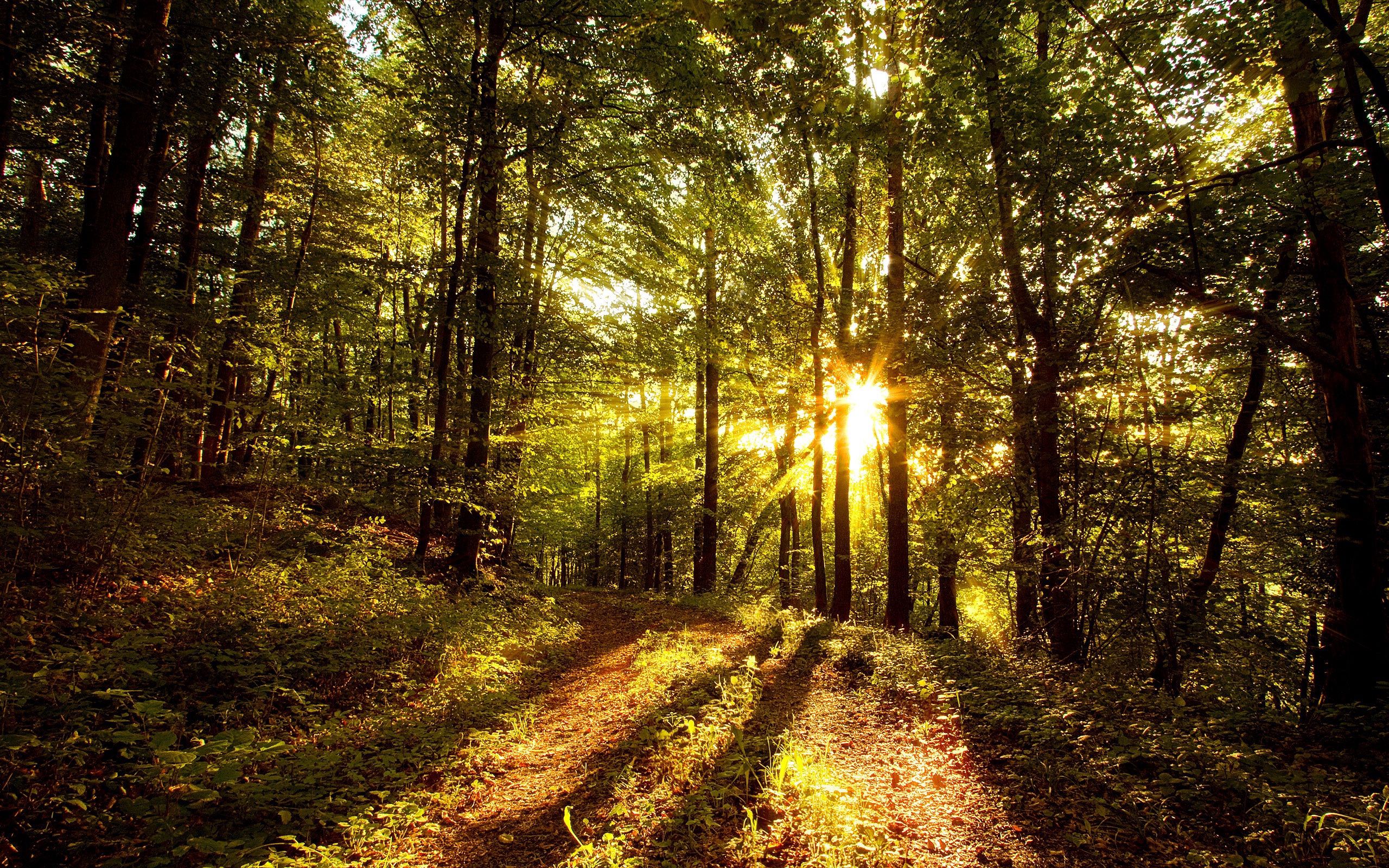 Free download wallpaper Nature, Trees, Sun, Shine, Rays, Forest, Shadows, Light, Beams, Morning on your PC desktop
