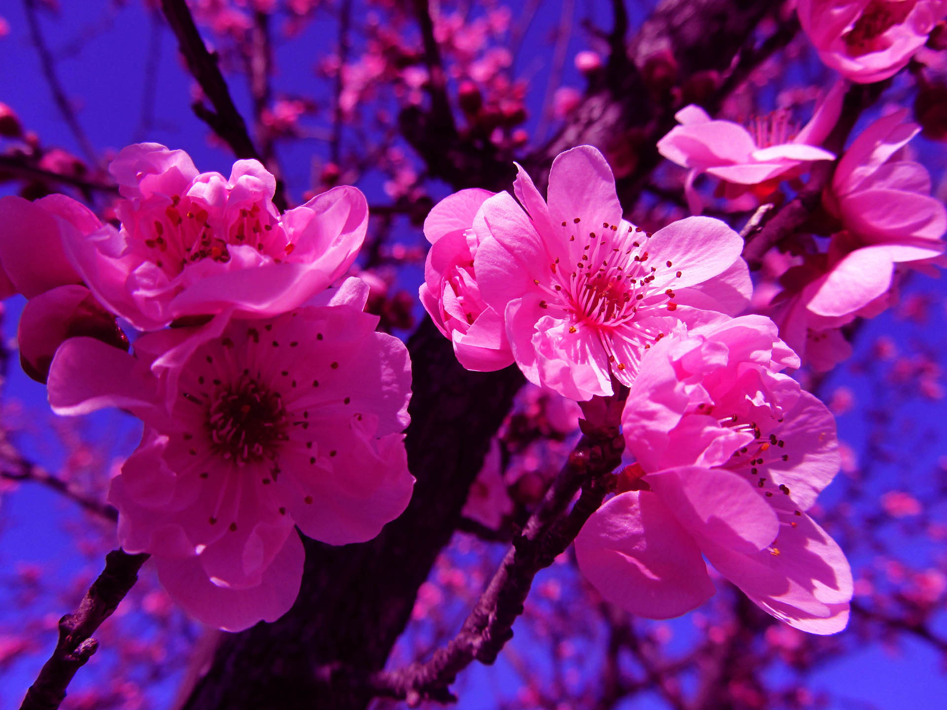 Download mobile wallpaper Flowers, Close Up, Branch, Earth, Cherry Blossom, Blossom, Pink Flower for free.