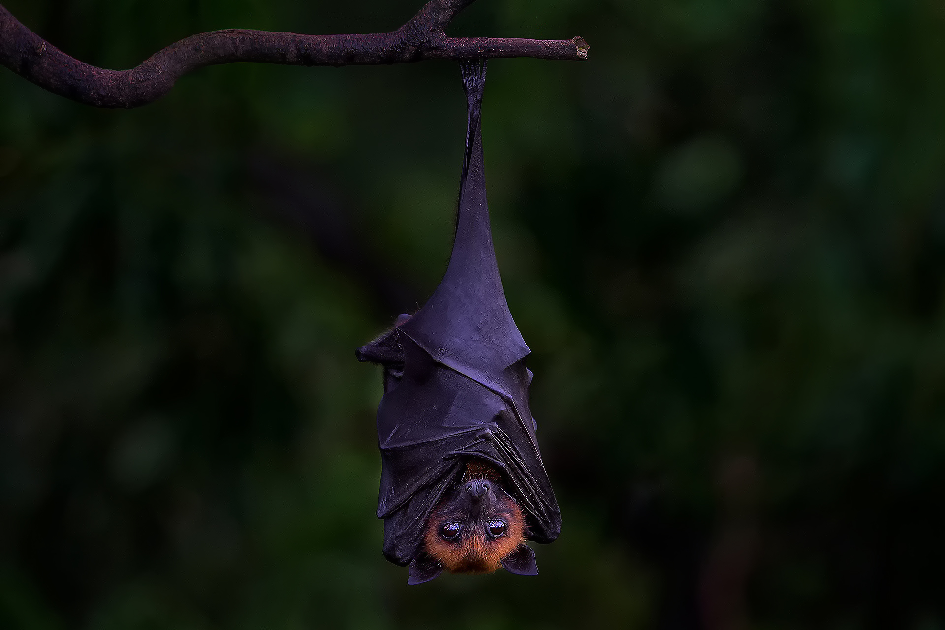 Free HD birds, animal, bat, upside down