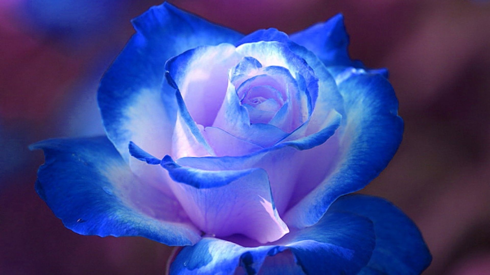 blue rose, earth, rose, blue flower, flowers HD wallpaper
