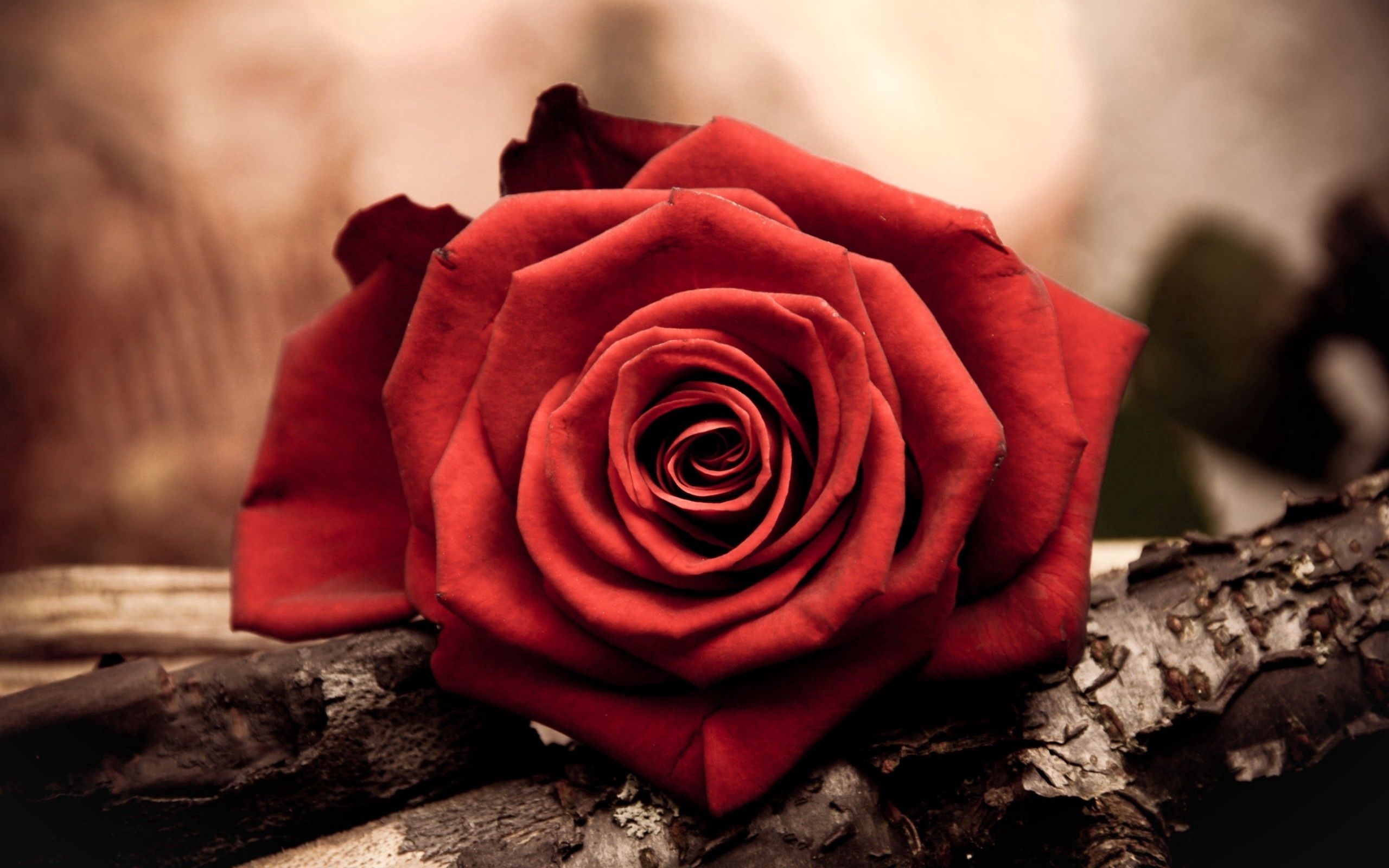 無料モバイル壁紙花, 大きい, マクロ, バラの花, 赤い, 花弁, 薔薇をダウンロードします。