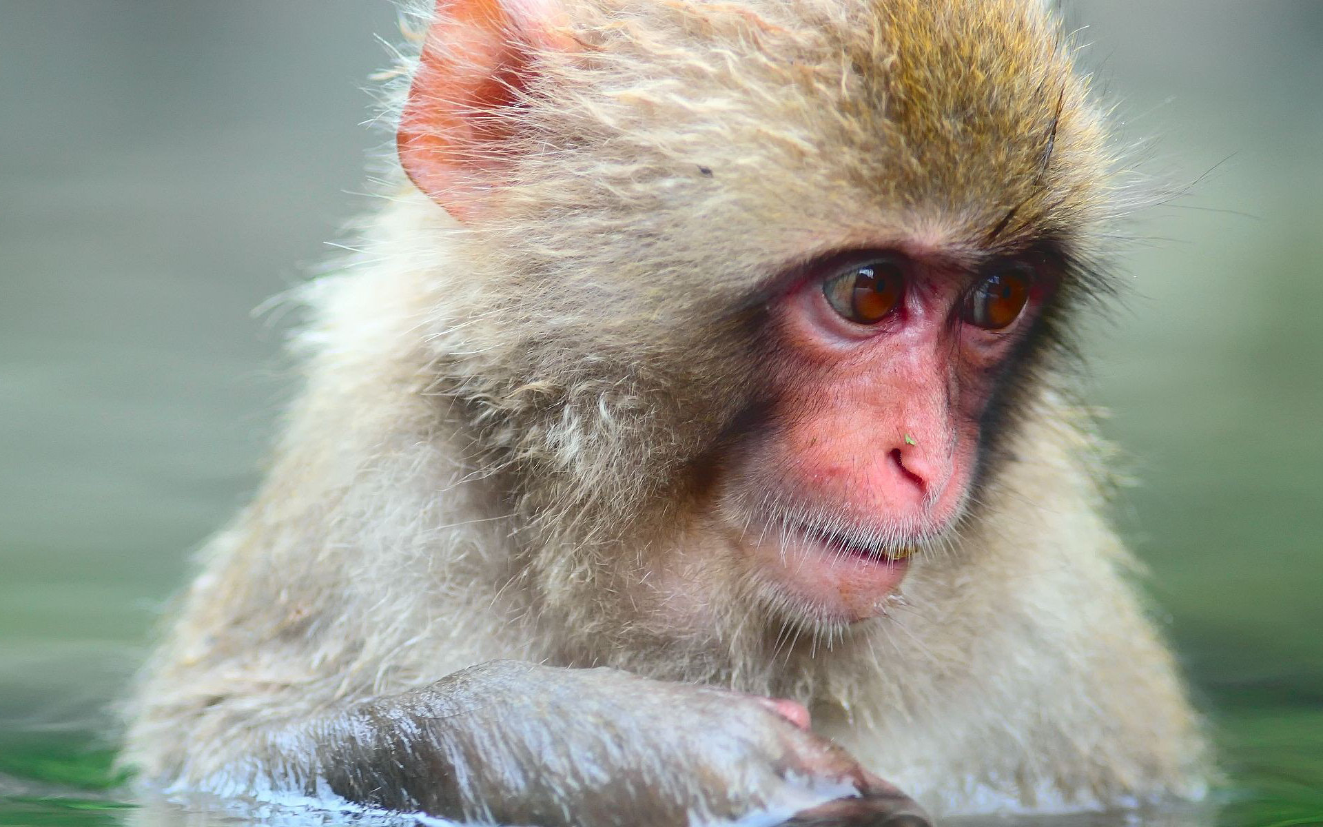 265197 télécharger le fond d'écran animaux, macaque japonais, singe, singes - économiseurs d'écran et images gratuitement
