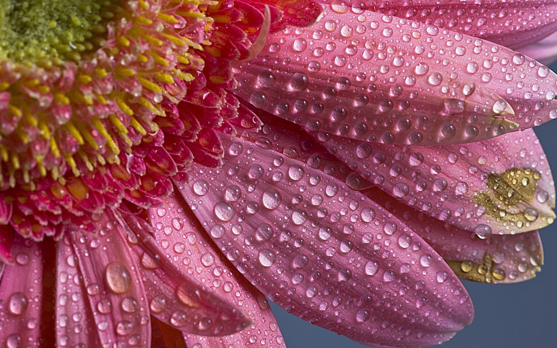 Full HD Wallpaper flower, petals, pink, drops, macro