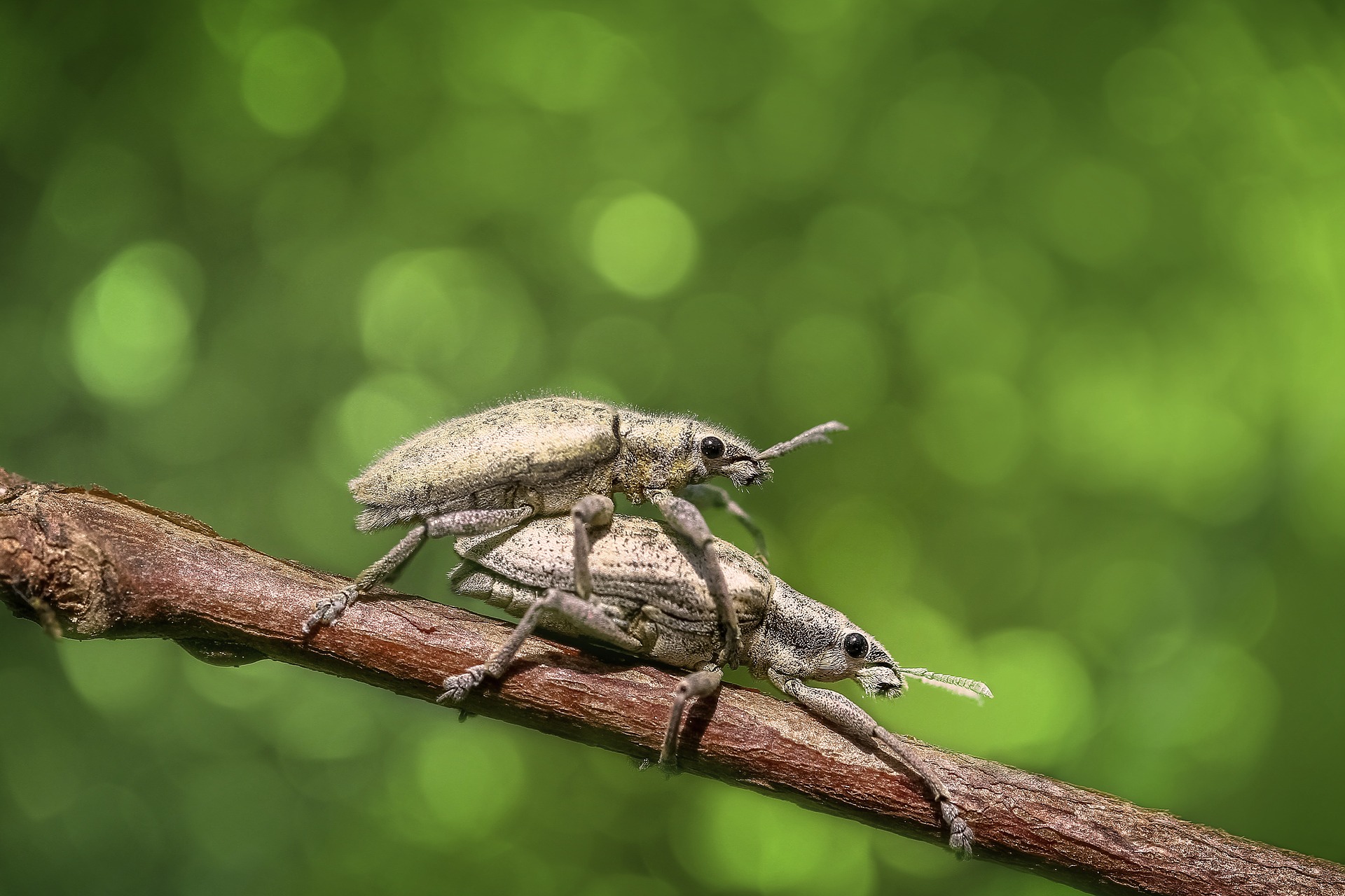 animal, beetle, bokeh, bug, close up, green, insect, weevil 32K