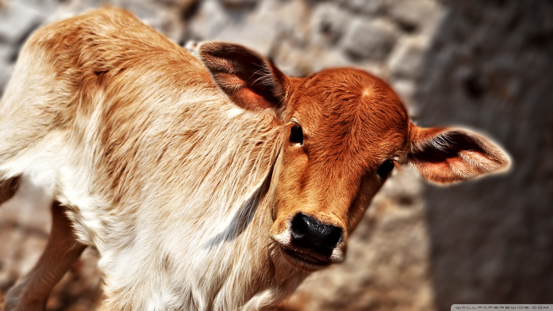 Cow Calf Lying Down in Grass · Free Stock Photo