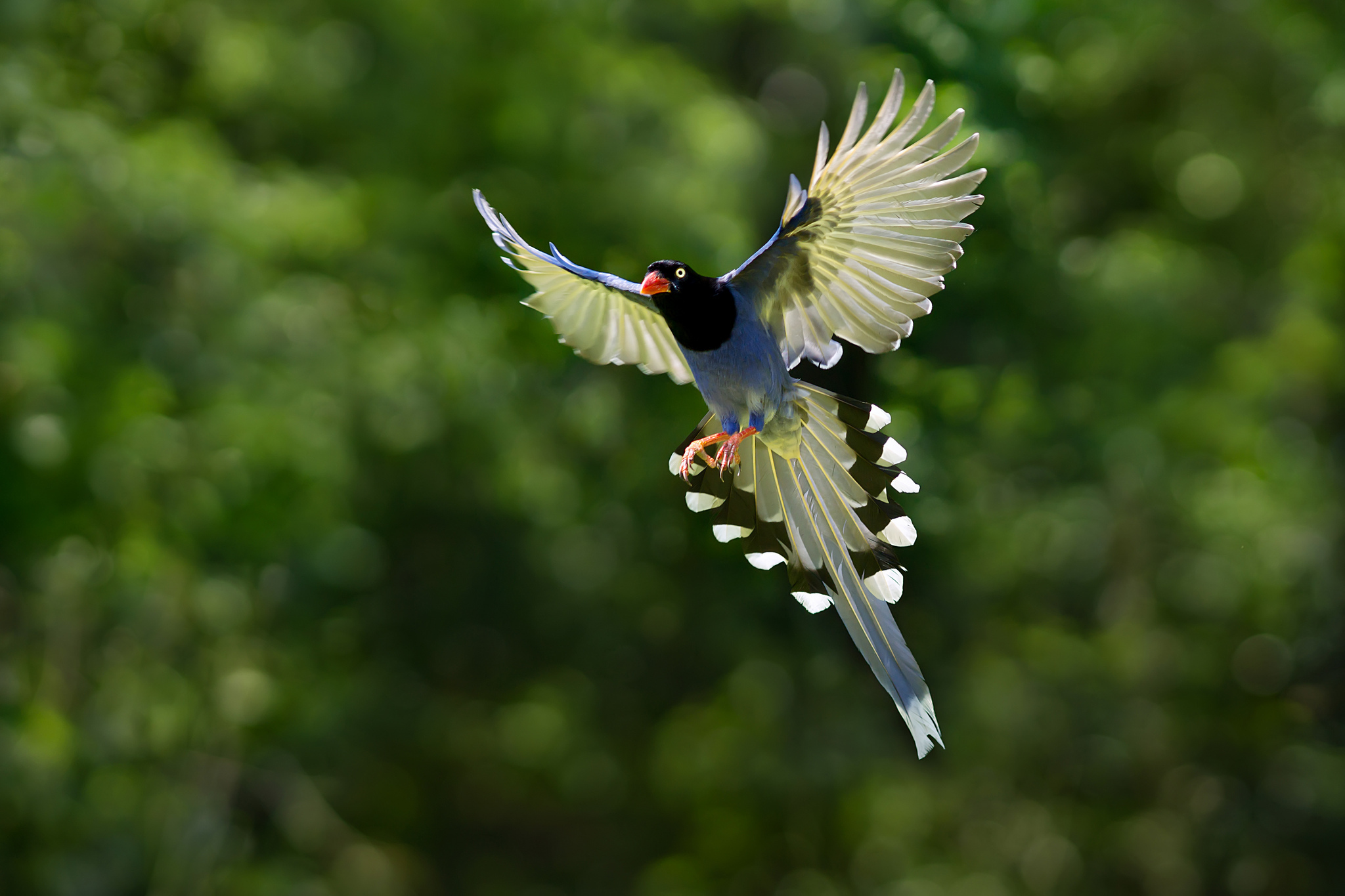 Full HD Taiwan Blue Magpie Background
