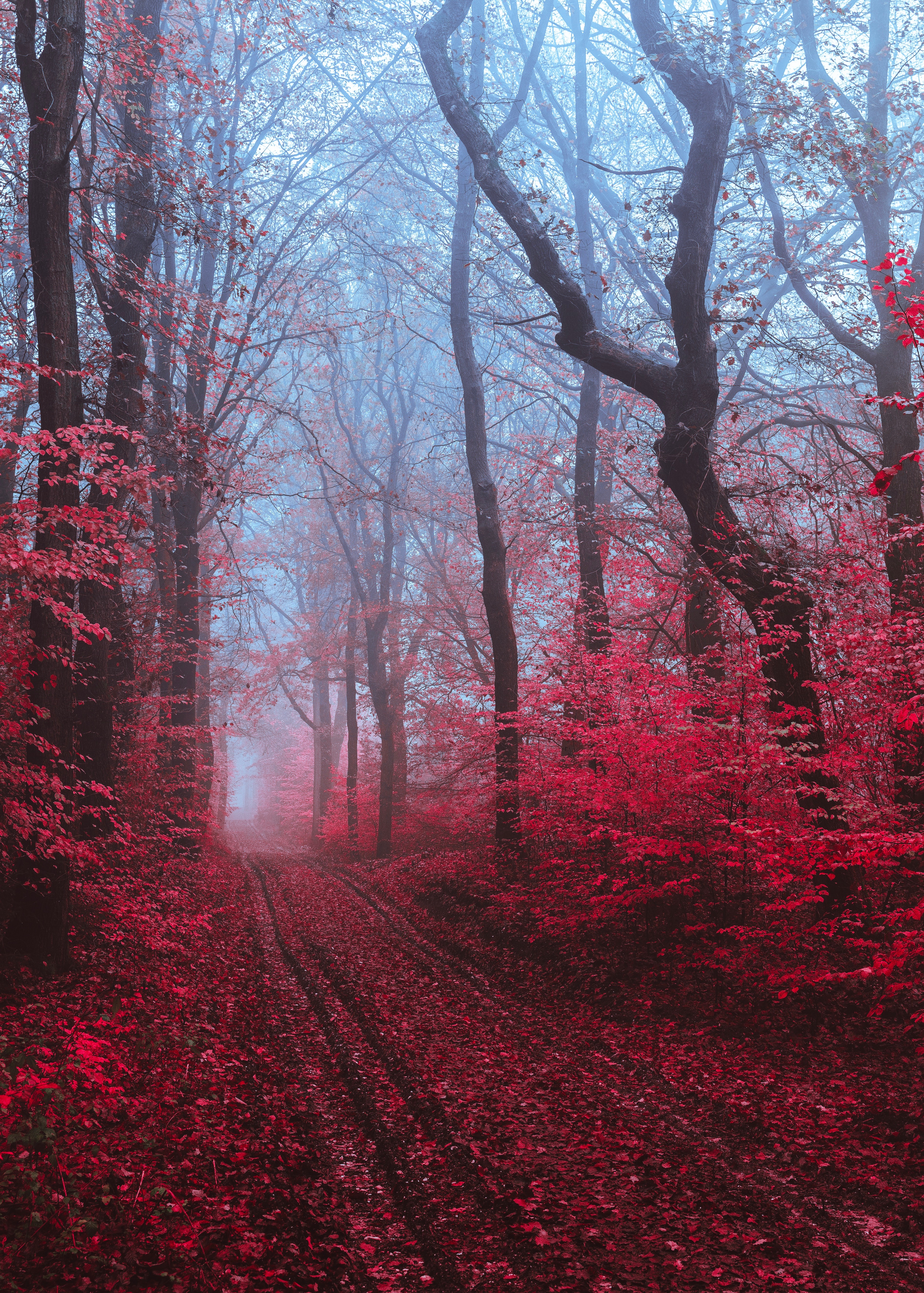 108501 завантажити шпалери червоний, природа, дерева, дорога, ліс, туман - заставки і картинки безкоштовно
