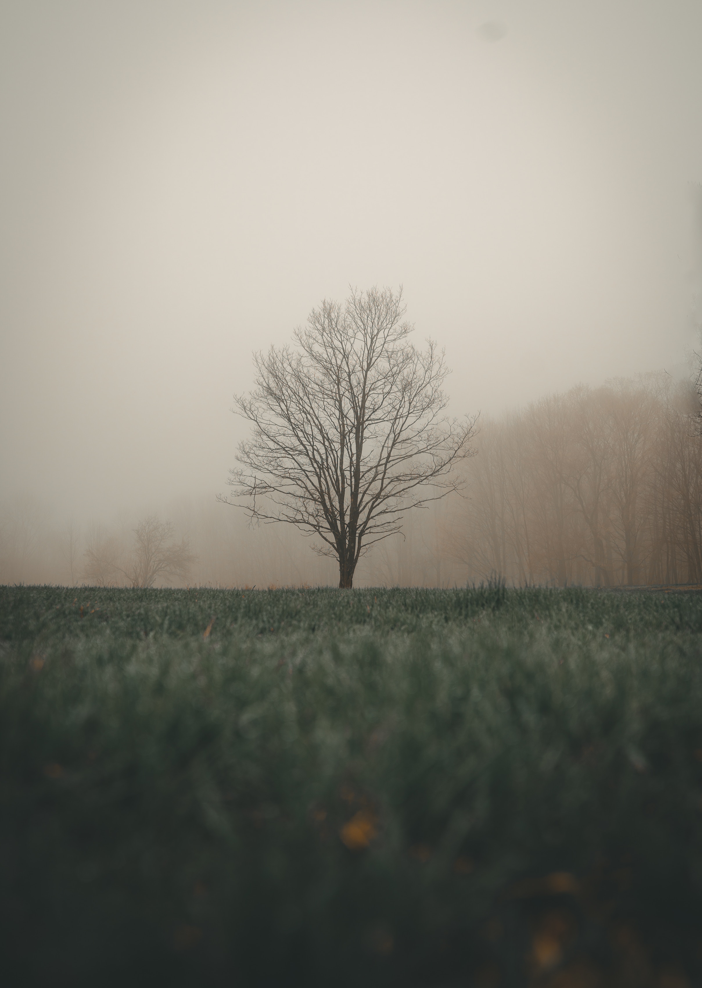 Download mobile wallpaper Nature, Grass, Wood, Tree, Fog, Landscape, Autumn for free.