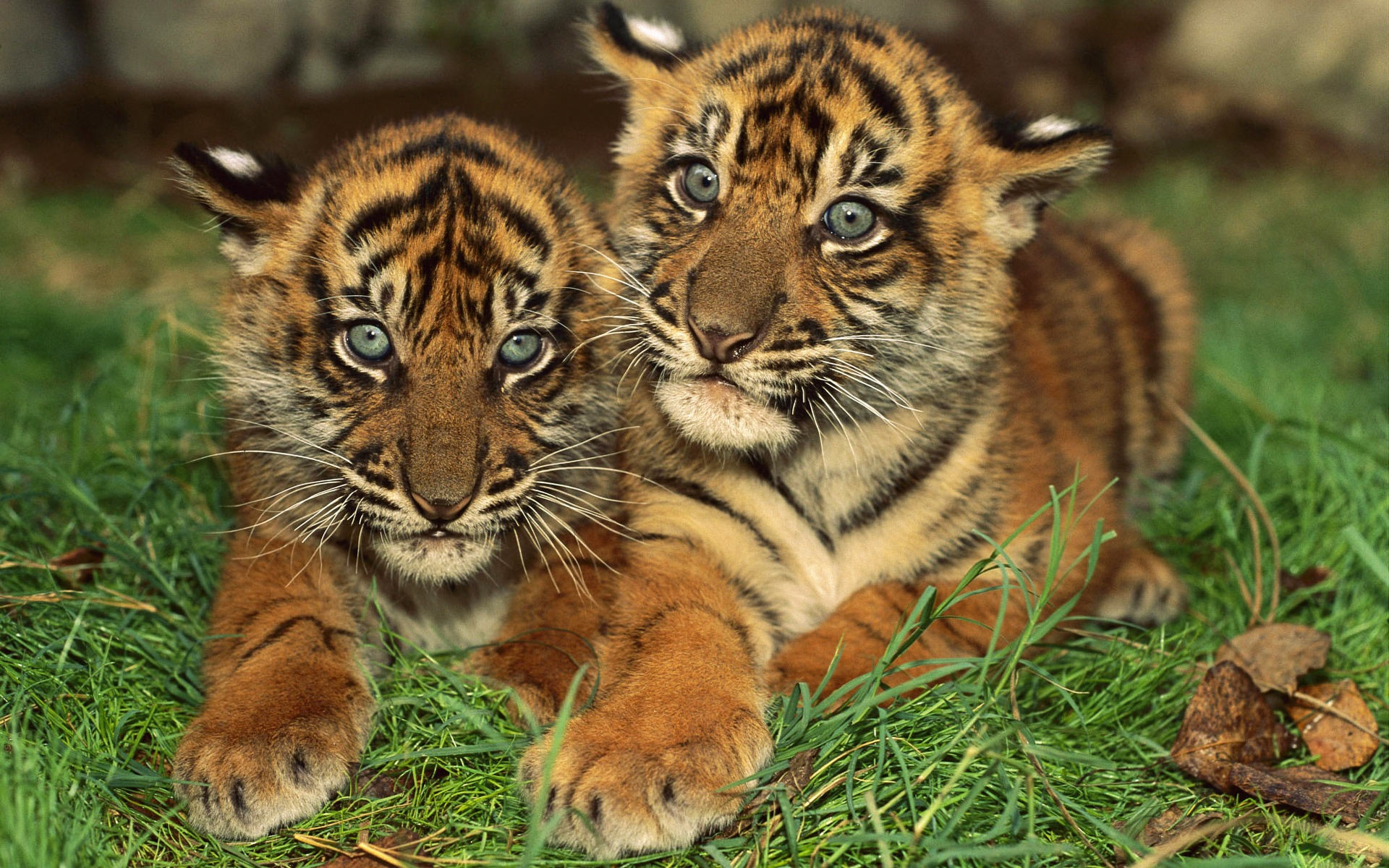37931 baixar imagens animais, tigres - papéis de parede e protetores de tela gratuitamente