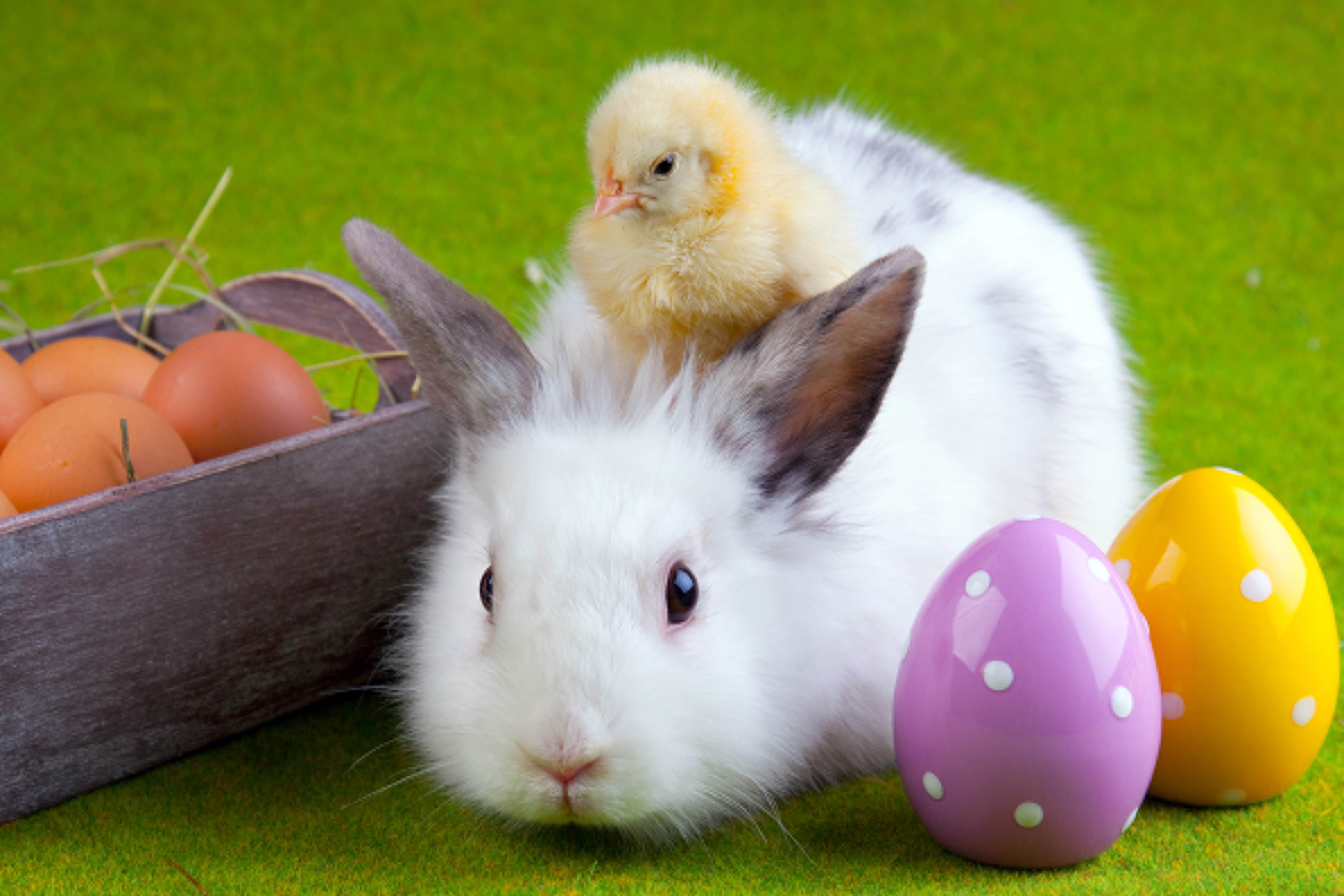 rabbit, friendship, animals, eggs, easter, chick, chicken QHD