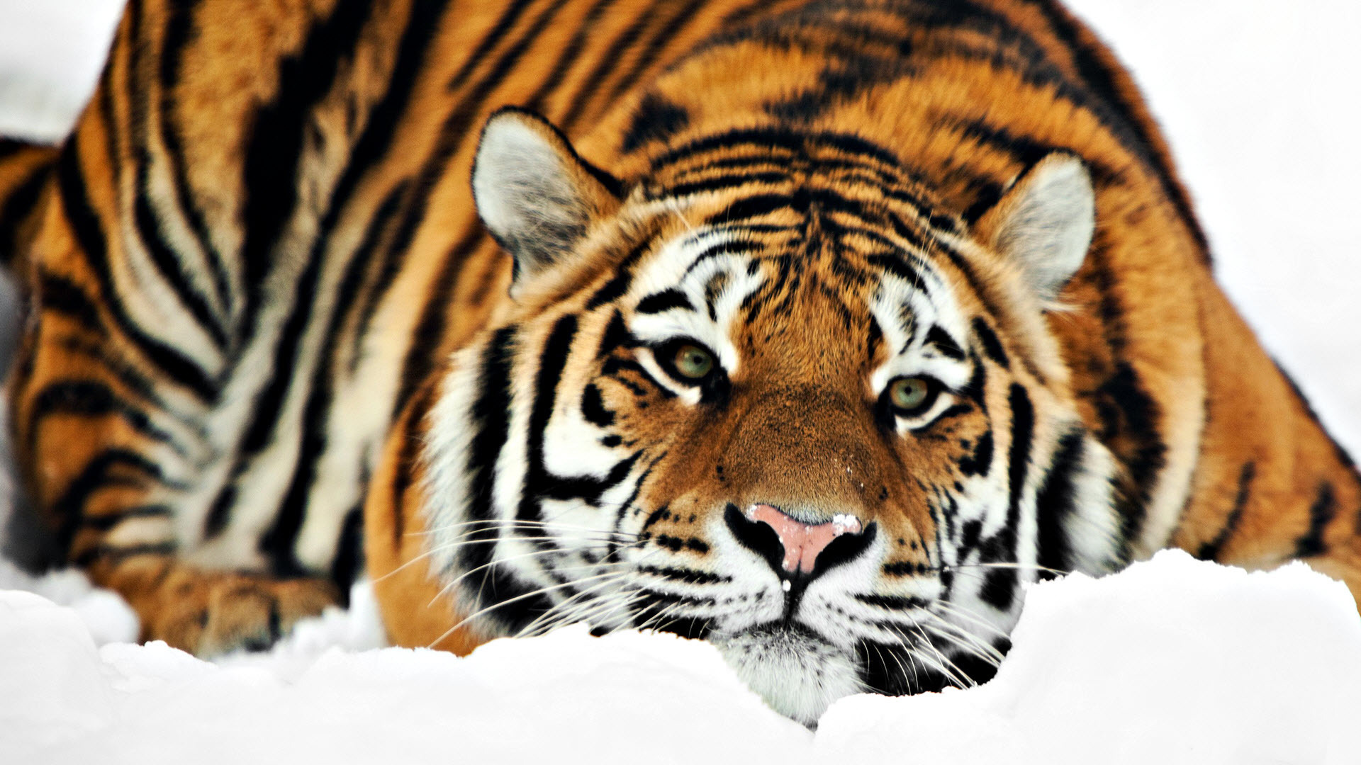 22324 Hintergrundbild herunterladen tiere, tigers - Bildschirmschoner und Bilder kostenlos