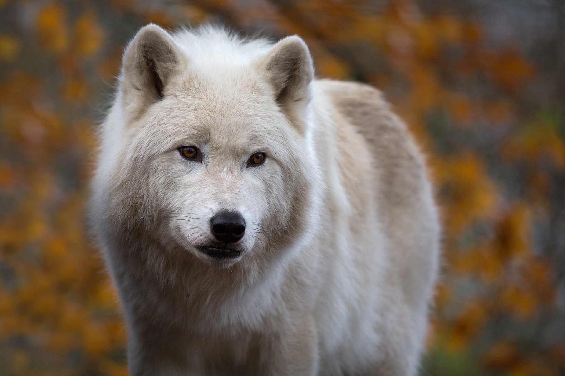 Канадский Полярный волк