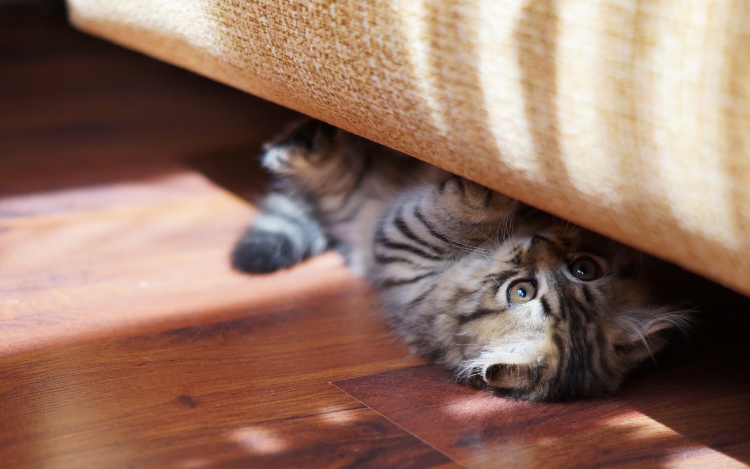 Кошка под диваном