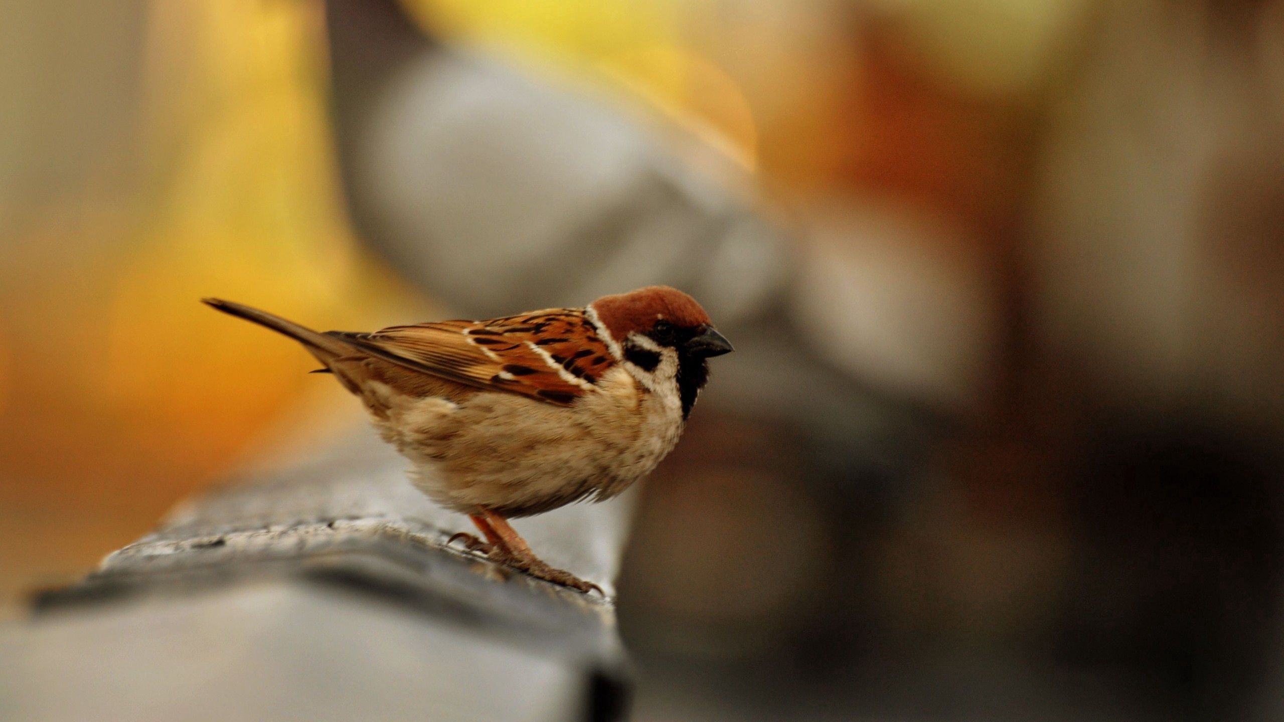 Download mobile wallpaper Animals, Smooth, Bird, Sparrow, Color, Blur for free.