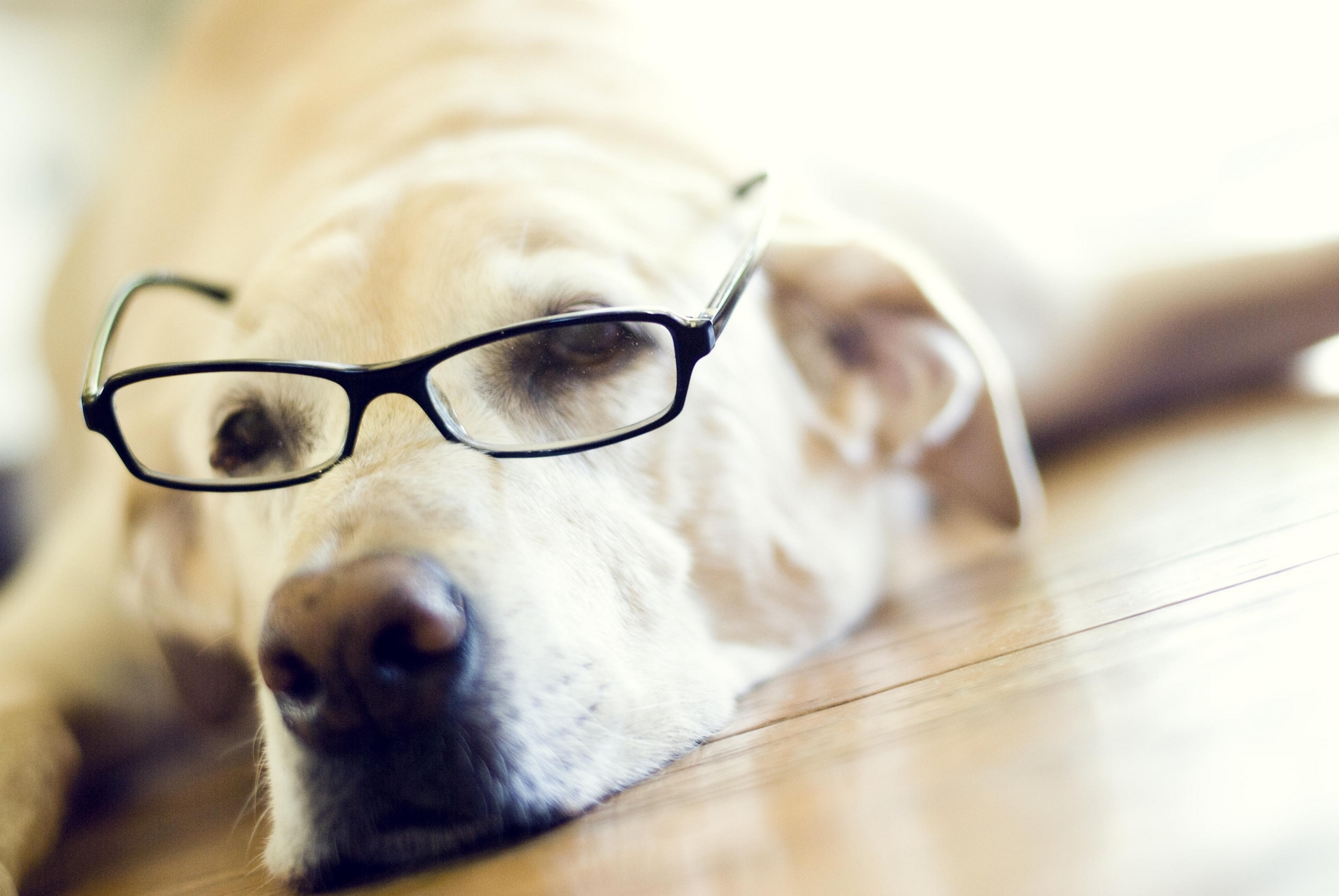 animals, muzzle, glasses, spectacles, labrador retriever