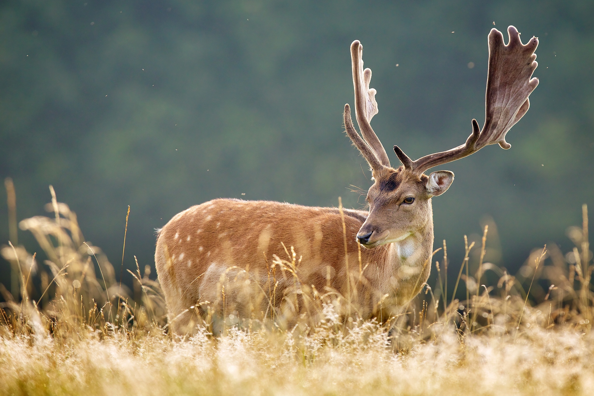 animals, grass, spotted, spotty, animal, deer Image for desktop