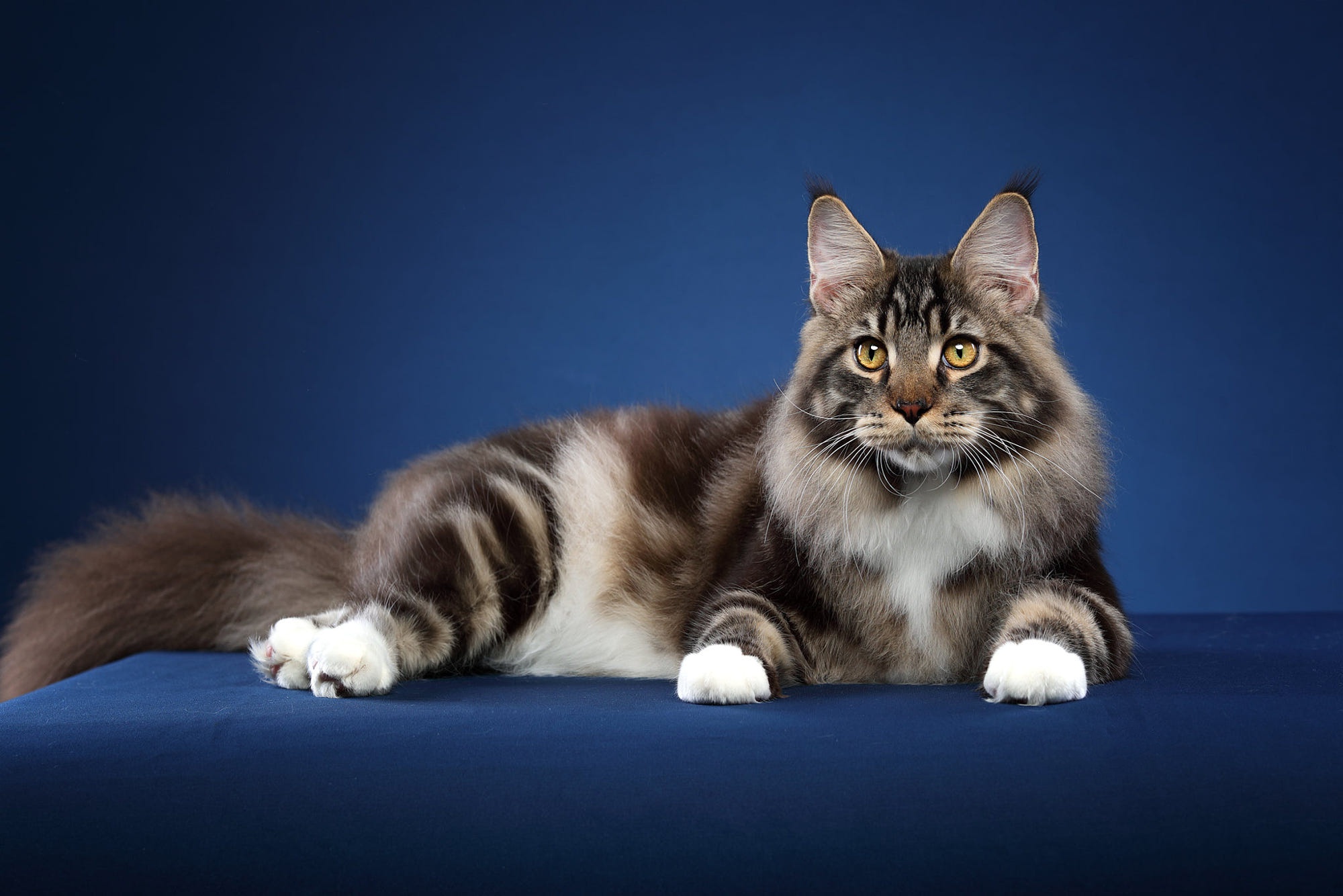maine coon, animal, cat, cats Phone Background