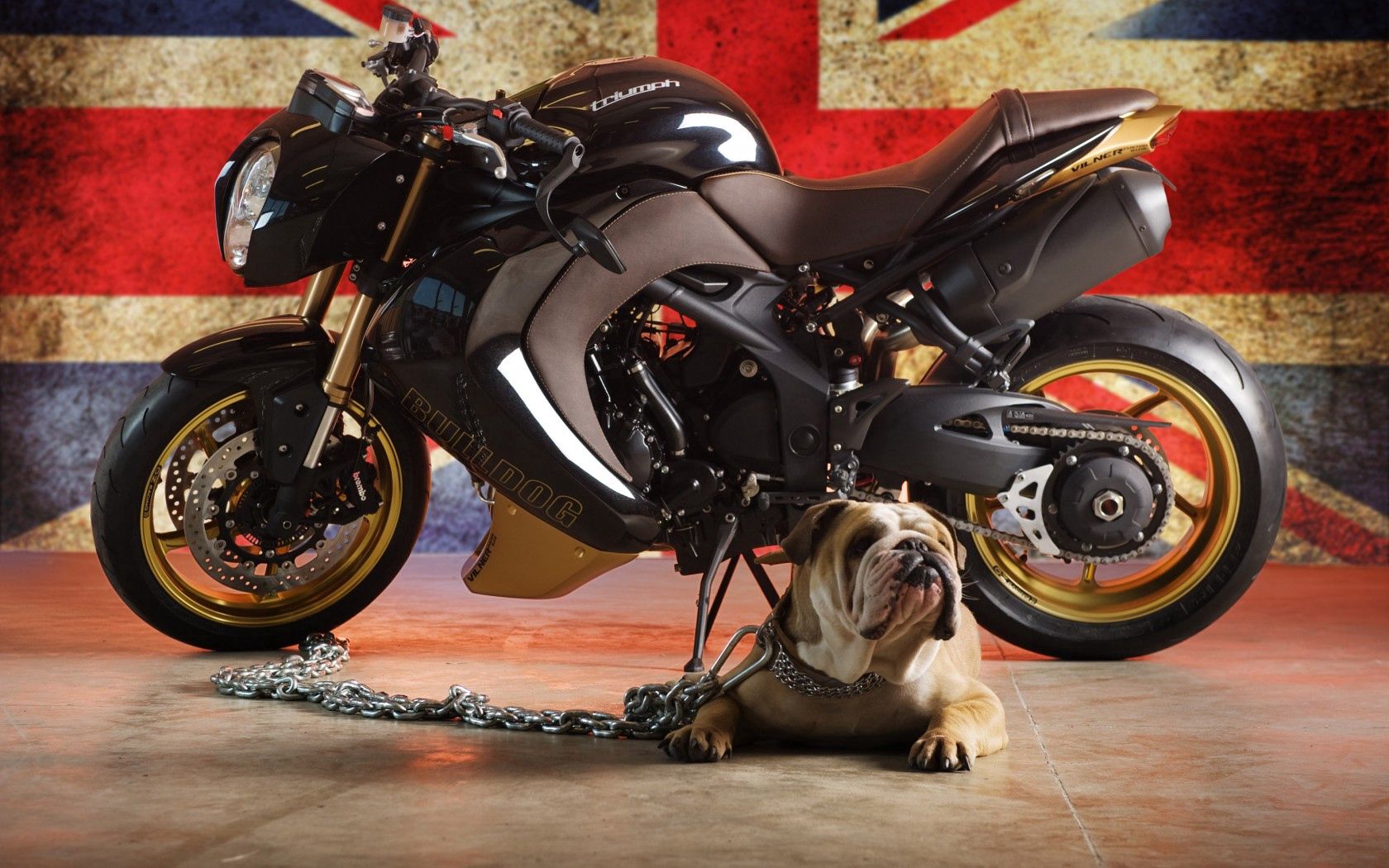 Download mobile wallpaper Dog, Animals, Bulldog, Triumph, Flag for free.