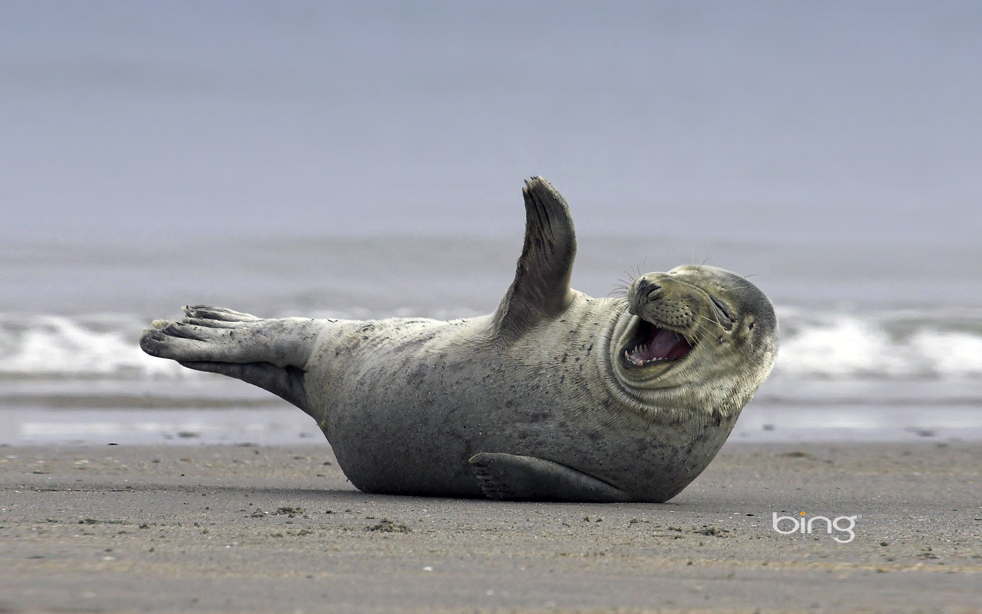 animal, seal, seals phone wallpaper