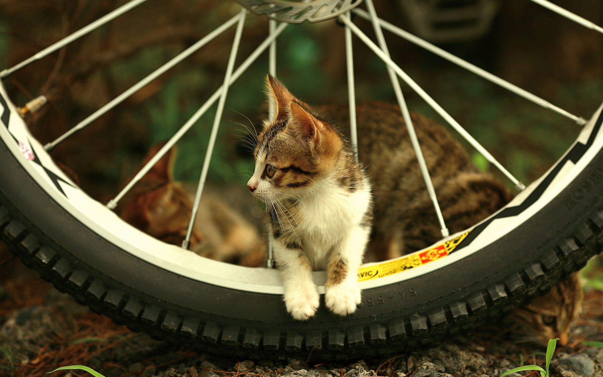226678 завантажити шпалери тварина, кішка, велосипед, милий, колесо, коти - заставки і картинки безкоштовно