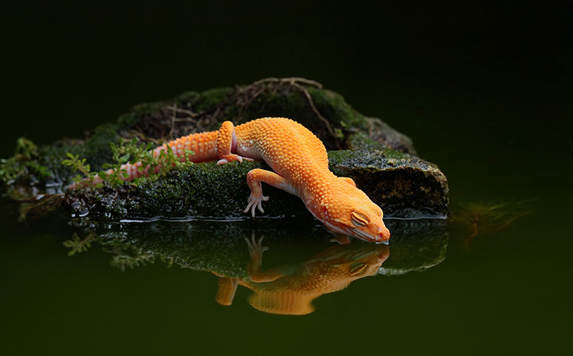 gecko, animal, lizard, reptiles images