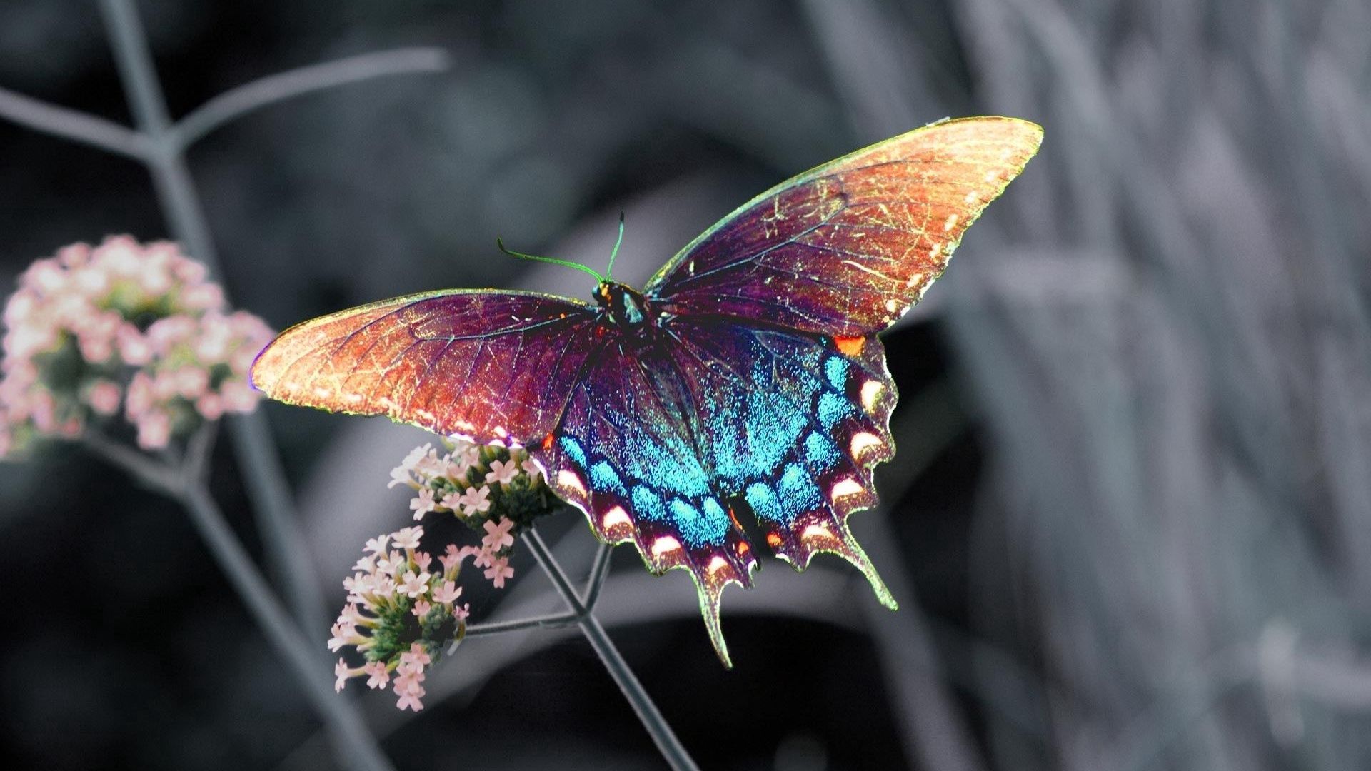  Butterfly HD Android Wallpapers