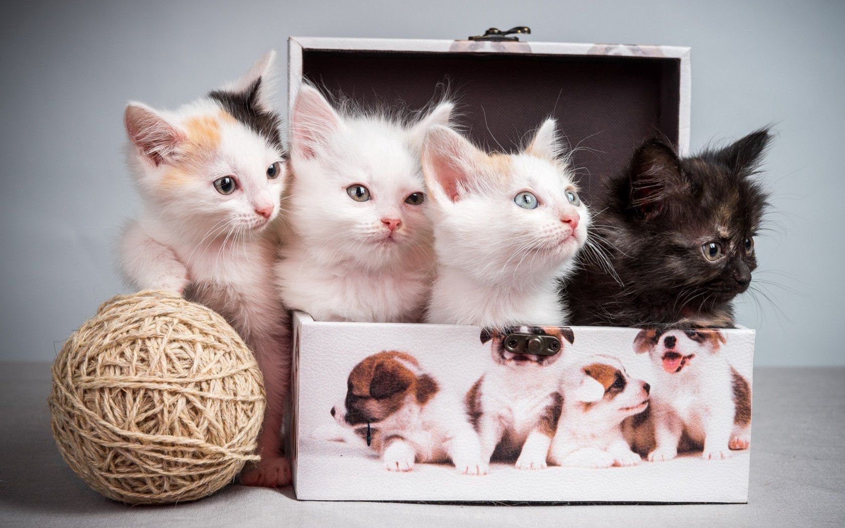 HD wallpaper kittens, animals, clew, casket