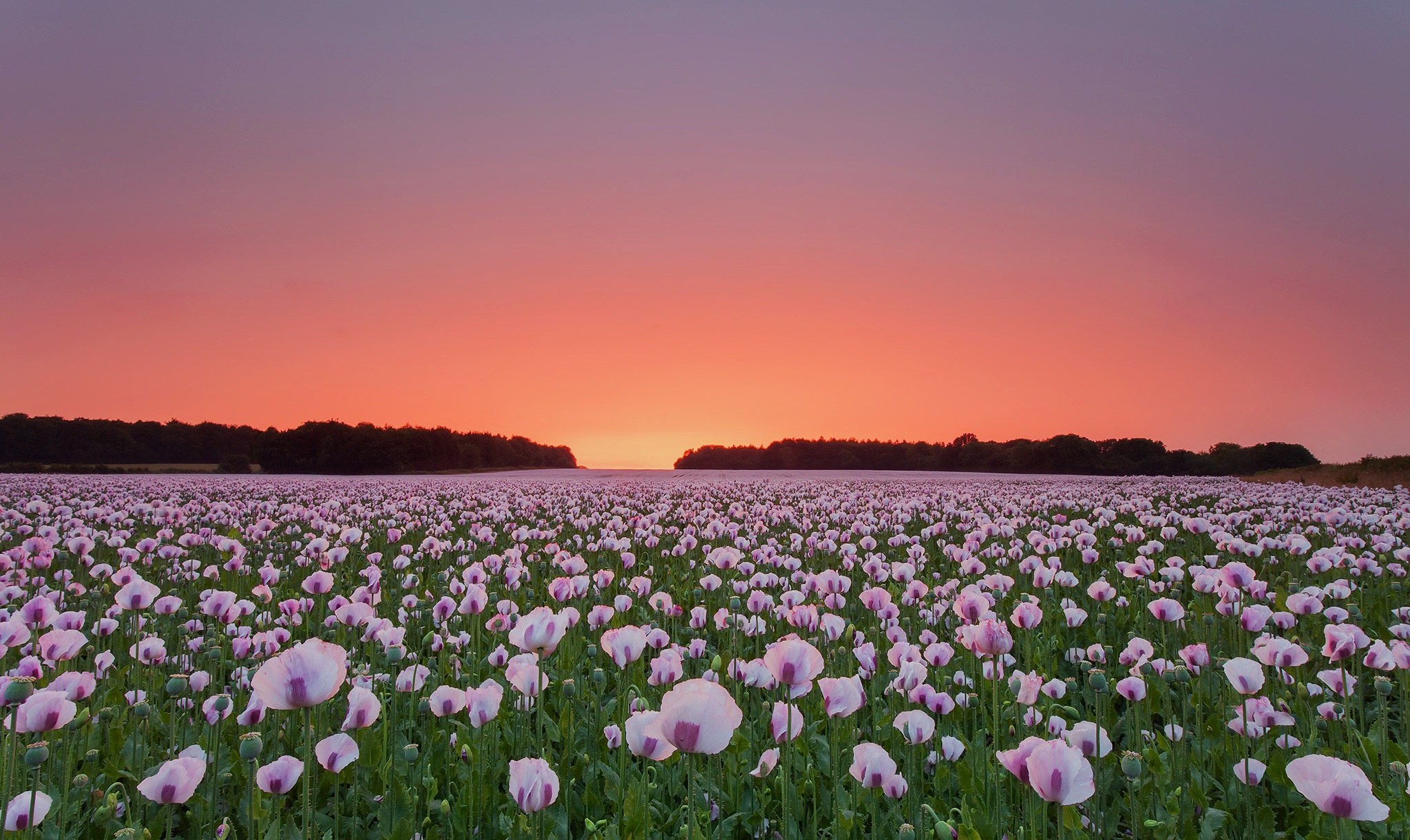 Beautiful, poppy, field and cornfield, summer, flowers | Great Atmosphere.