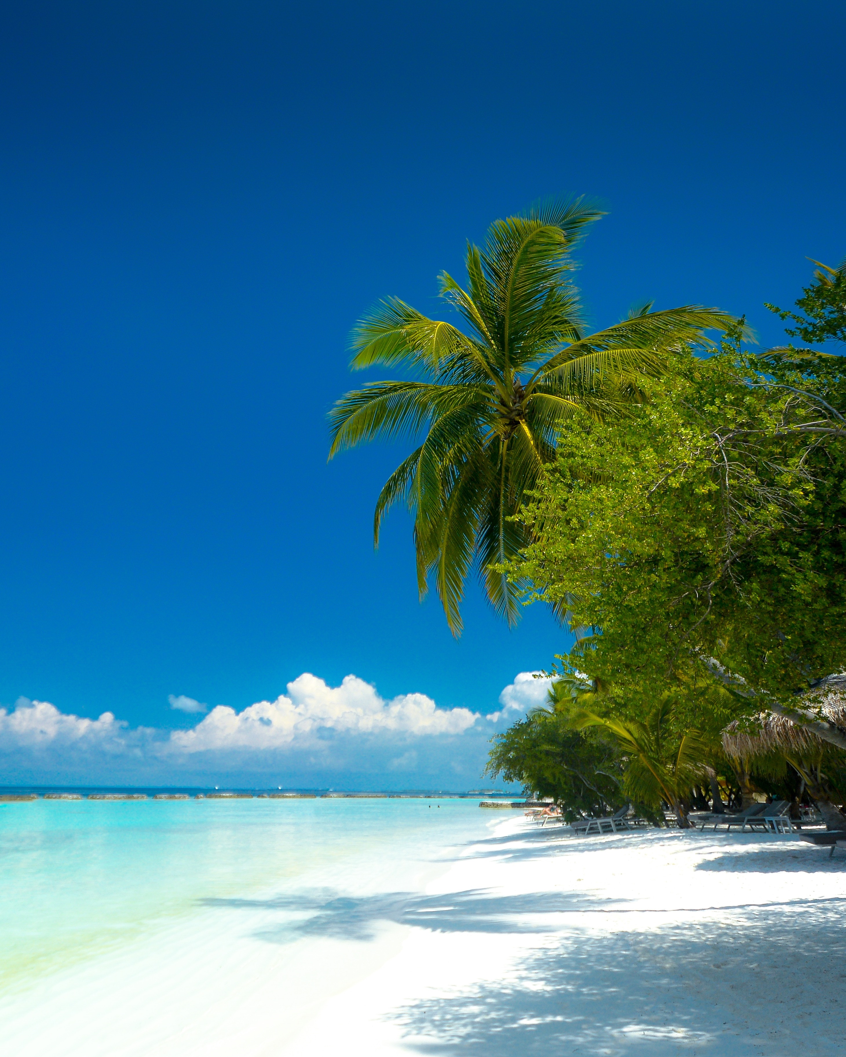 121312 Bild herunterladen natur, palms, strand, küste, ozean, tropen, paradies - Hintergrundbilder und Bildschirmschoner kostenlos