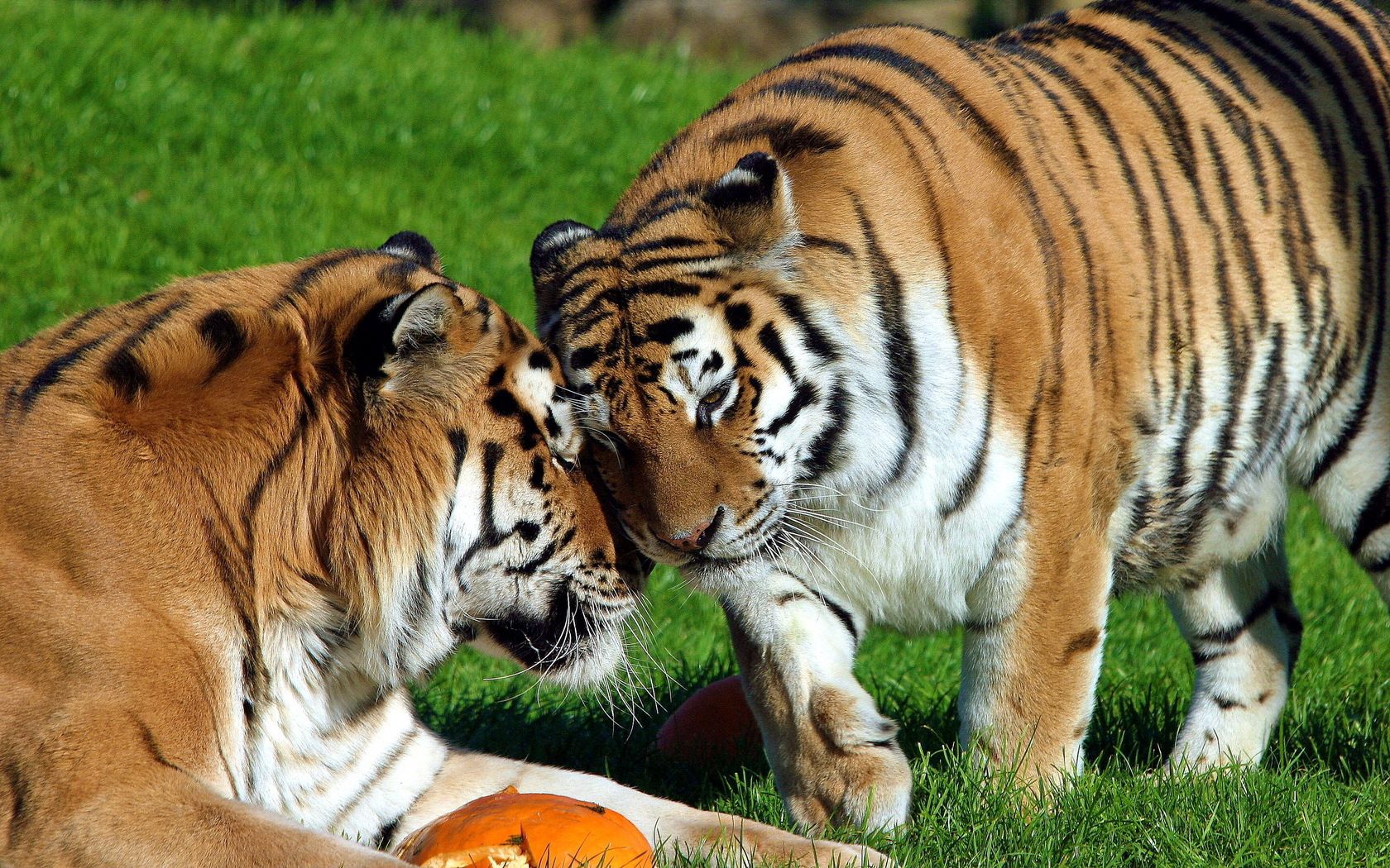 55089 скачать картинку тигры, животные, трава, пара, забота - обои и заставки бесплатно
