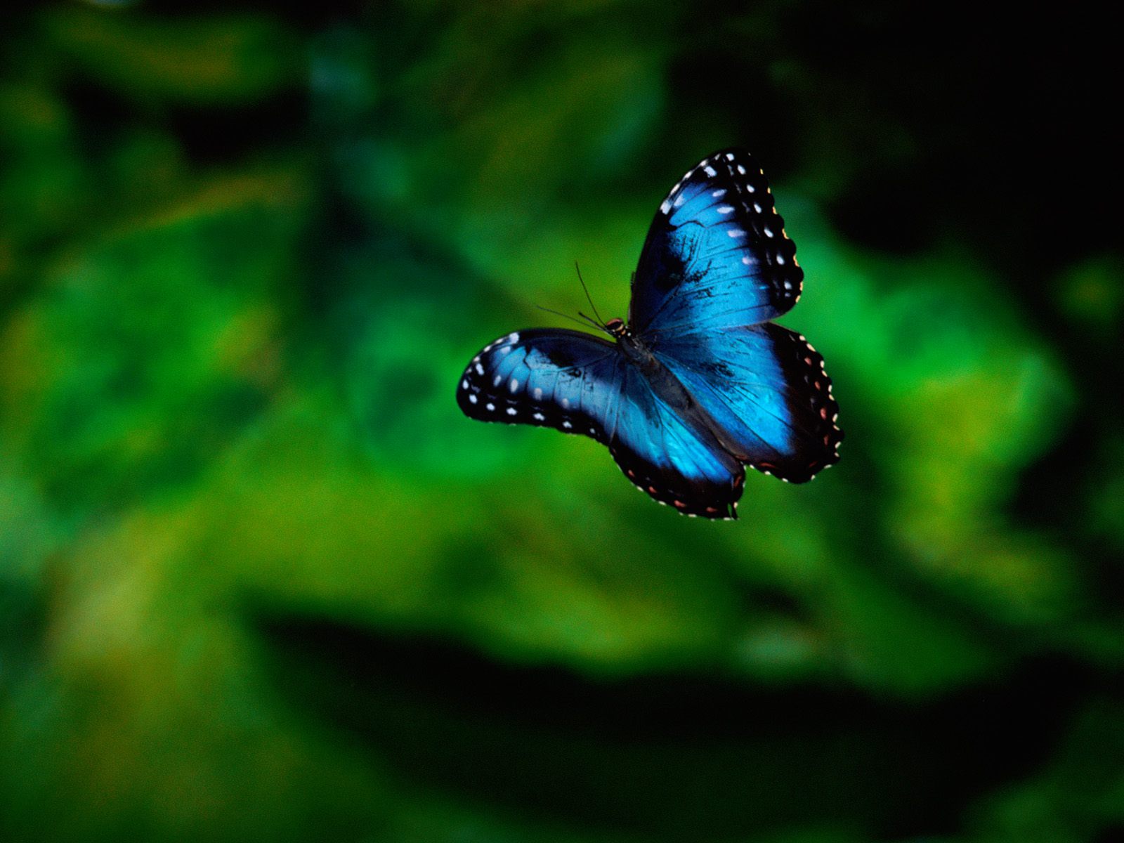 Бабочка синяя в полете