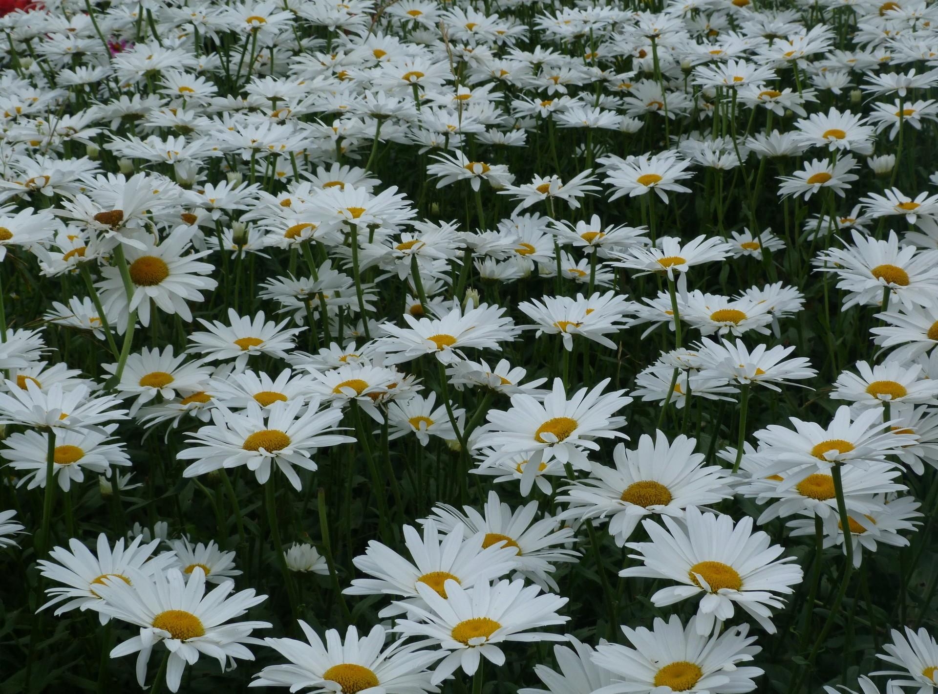 glade, polyana, flowers, summer, camomile cell phone wallpapers