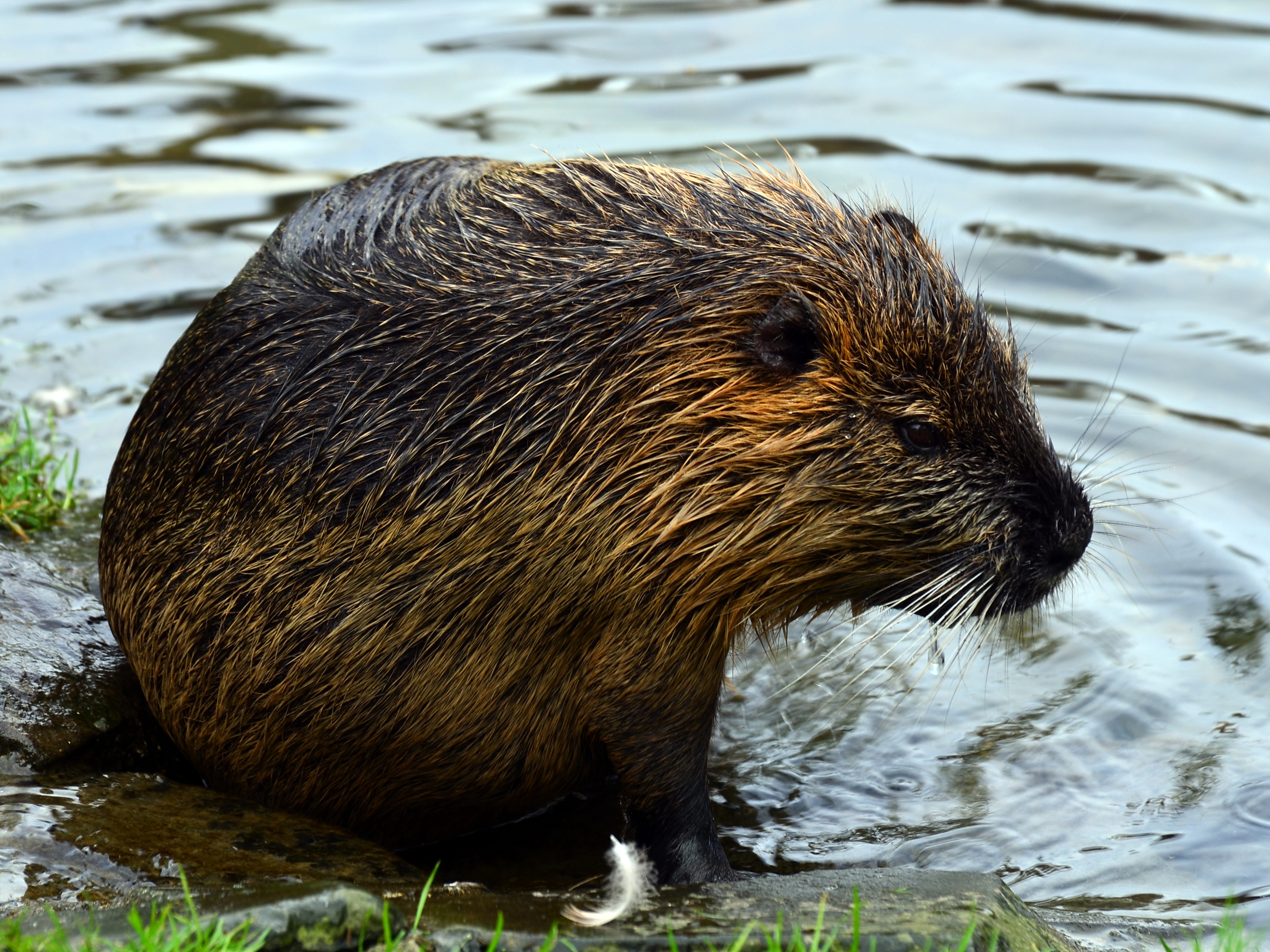 HD wallpaper: beaver, castor, rodent | Wallpaper Flare