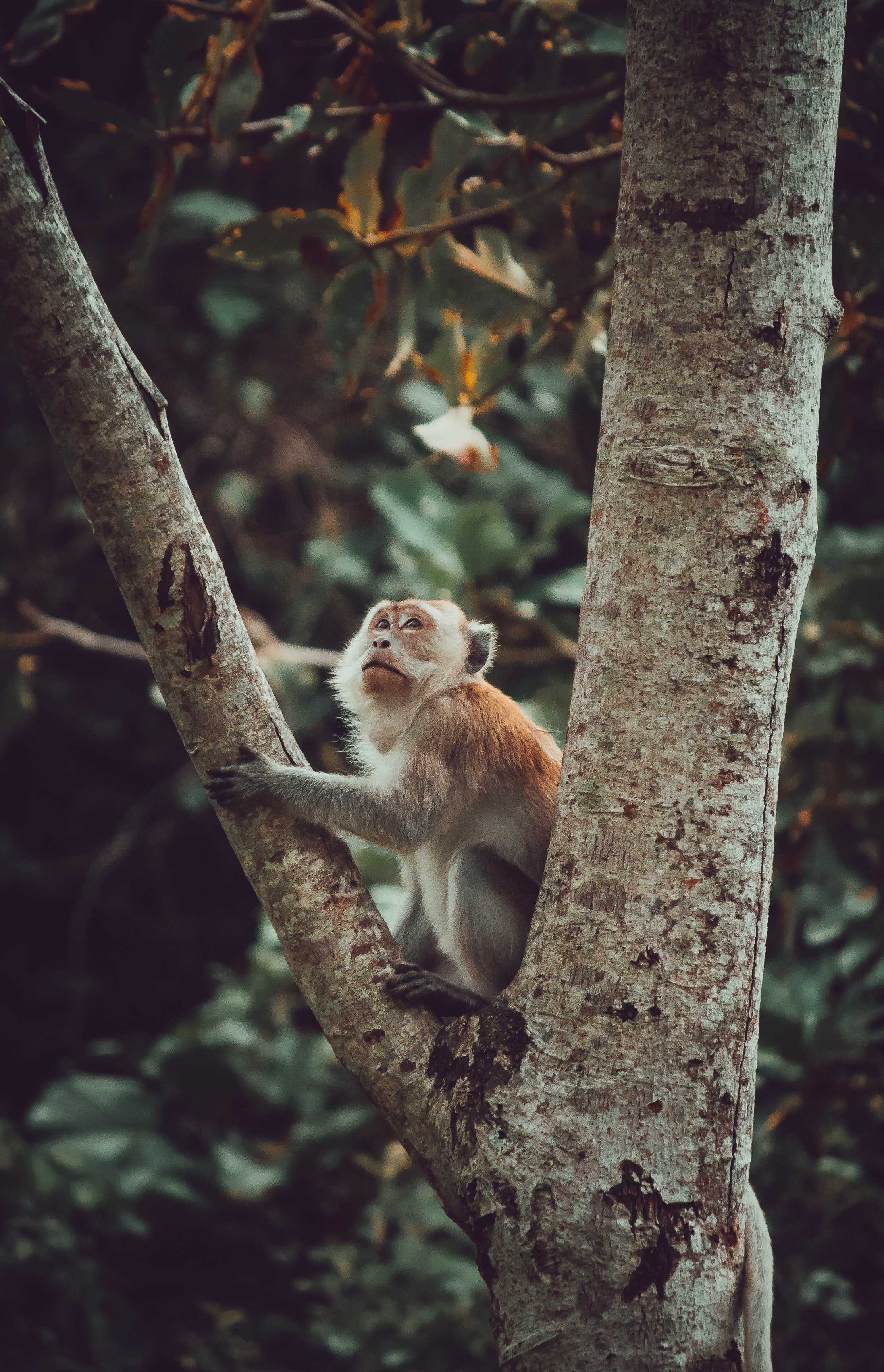 monkey, animals, wood, tree, sight, opinion, nice, sweetheart, marmoset 32K