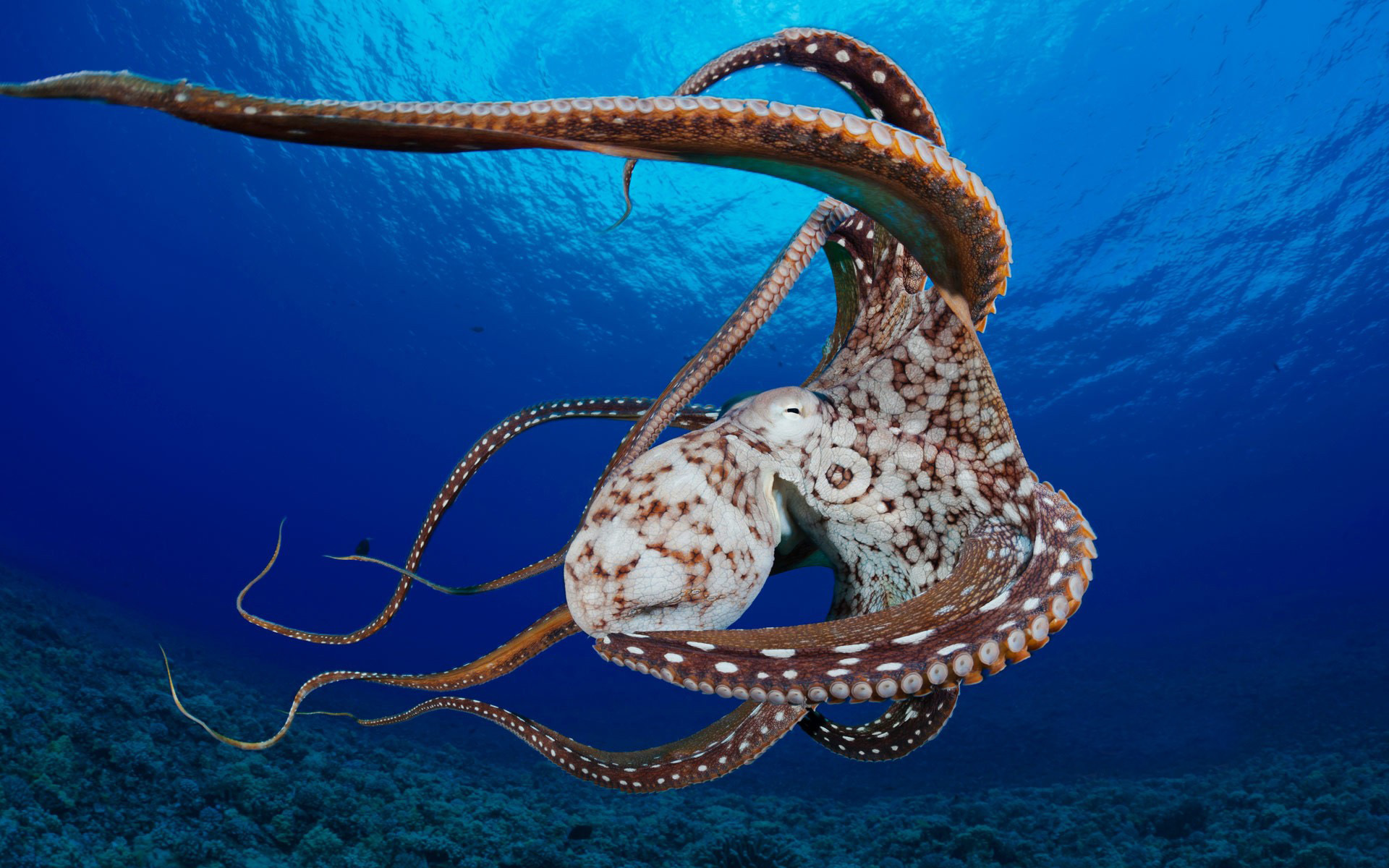 octopus, animal, underwater