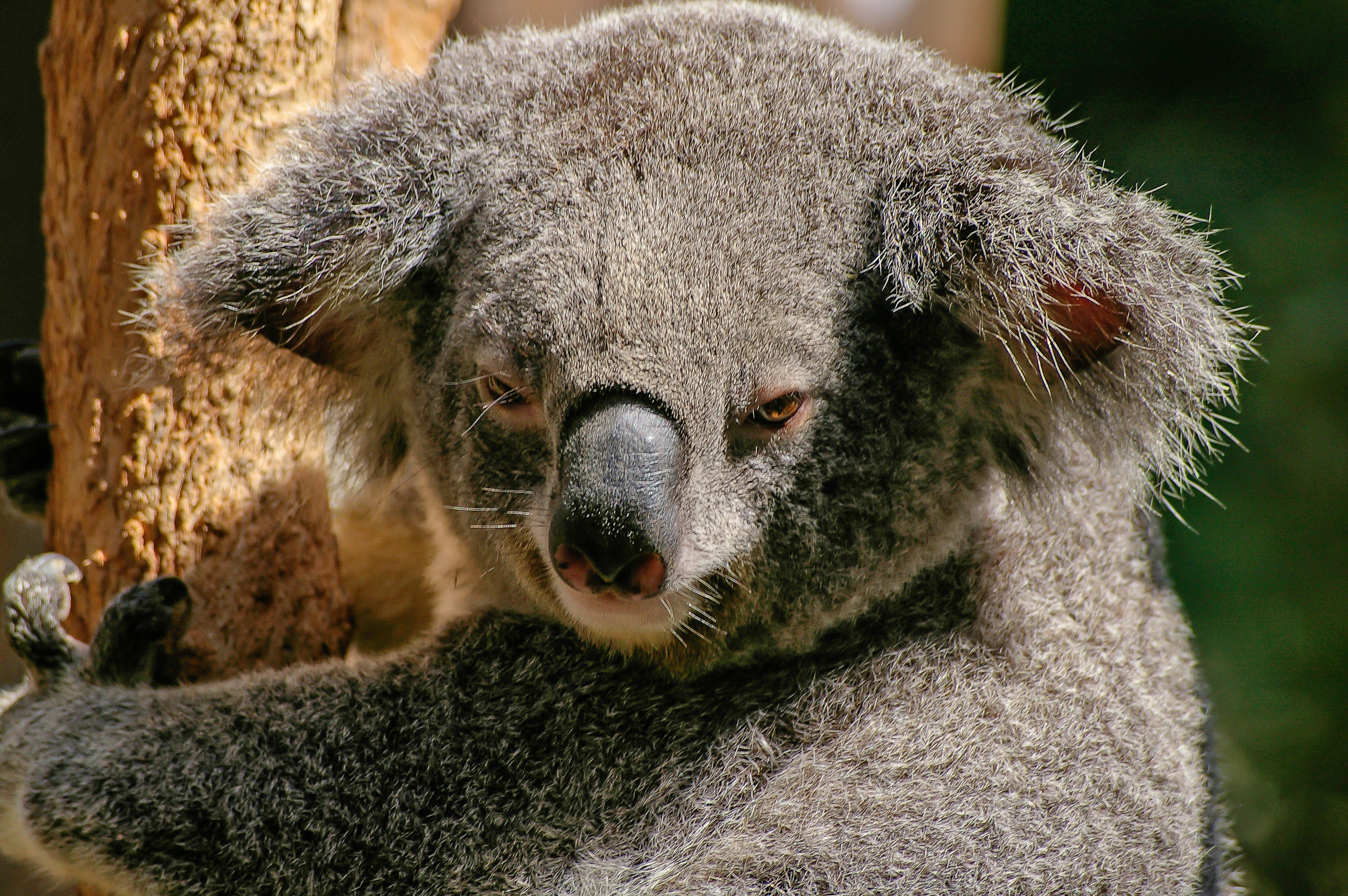 Сумчатые млекопитающие коала