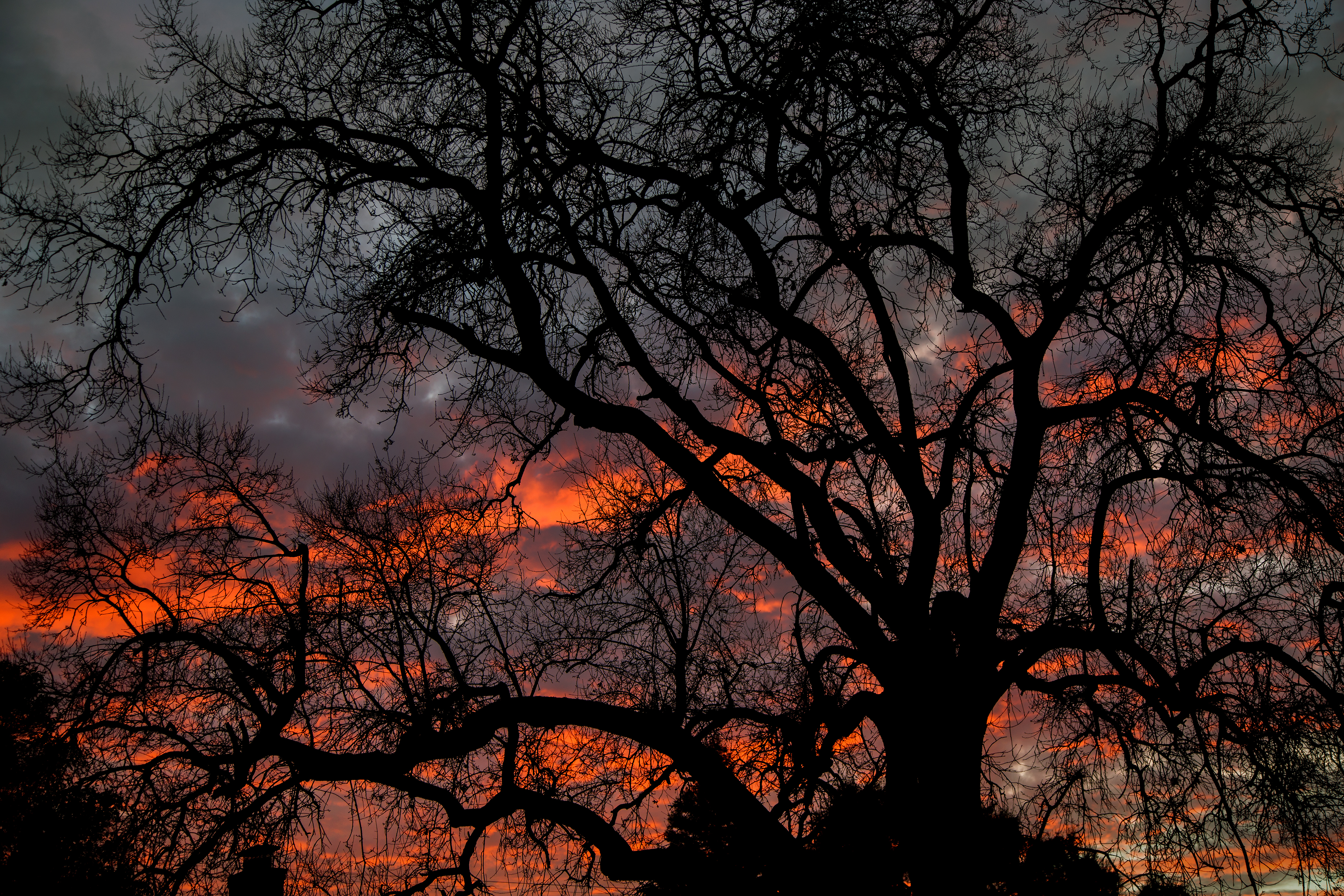 dark, twilight, sky, wood, tree, branches, dusk for android
