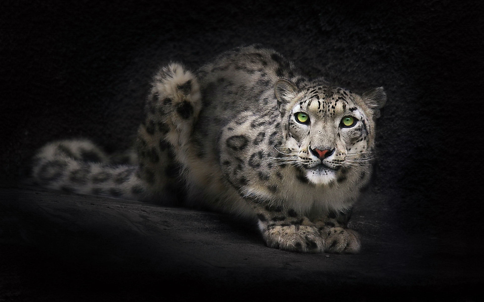 223182 Hintergrundbild herunterladen tiere, schneeleopard, katzen - Bildschirmschoner und Bilder kostenlos